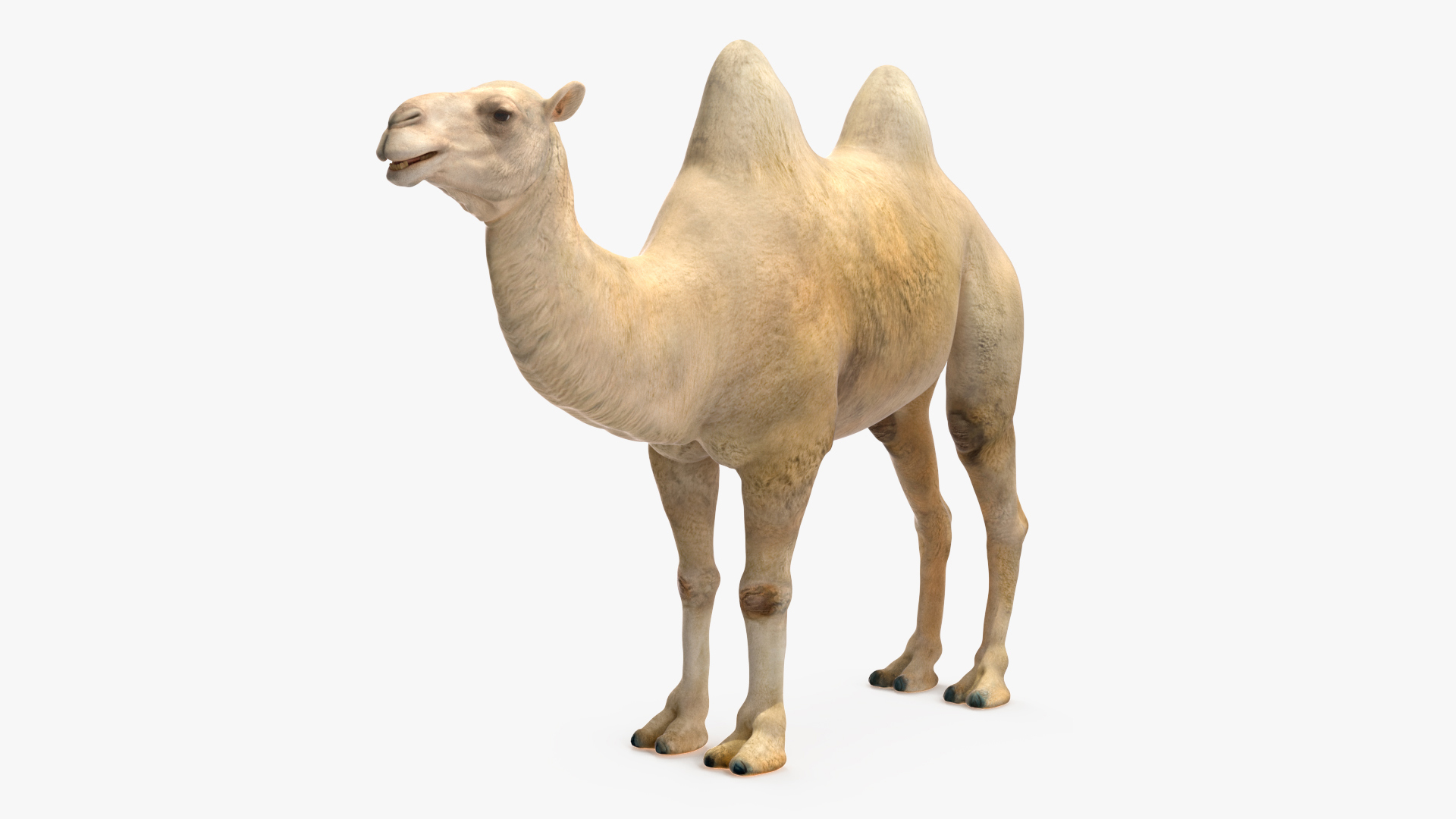 Bactrian Camel Light Colored Rigged for Cinema 4D 3D model