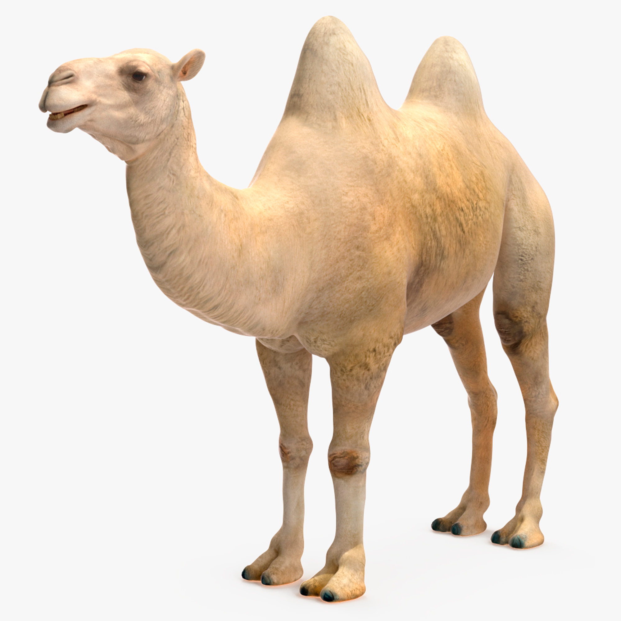 Bactrian Camel Light Colored Rigged for Cinema 4D 3D model