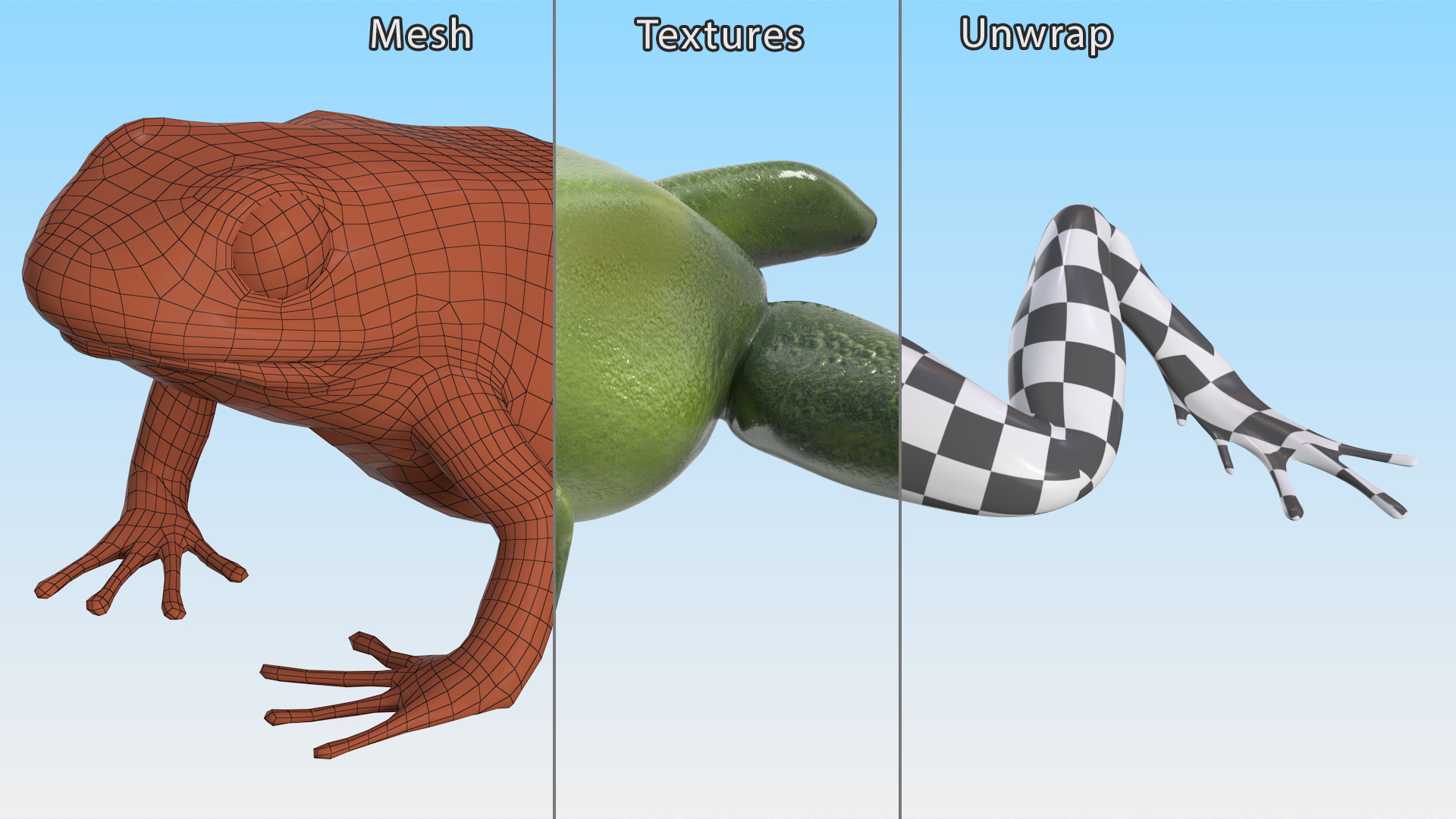 3D Poison Arrow Frog Green Morph Crawling Pose model