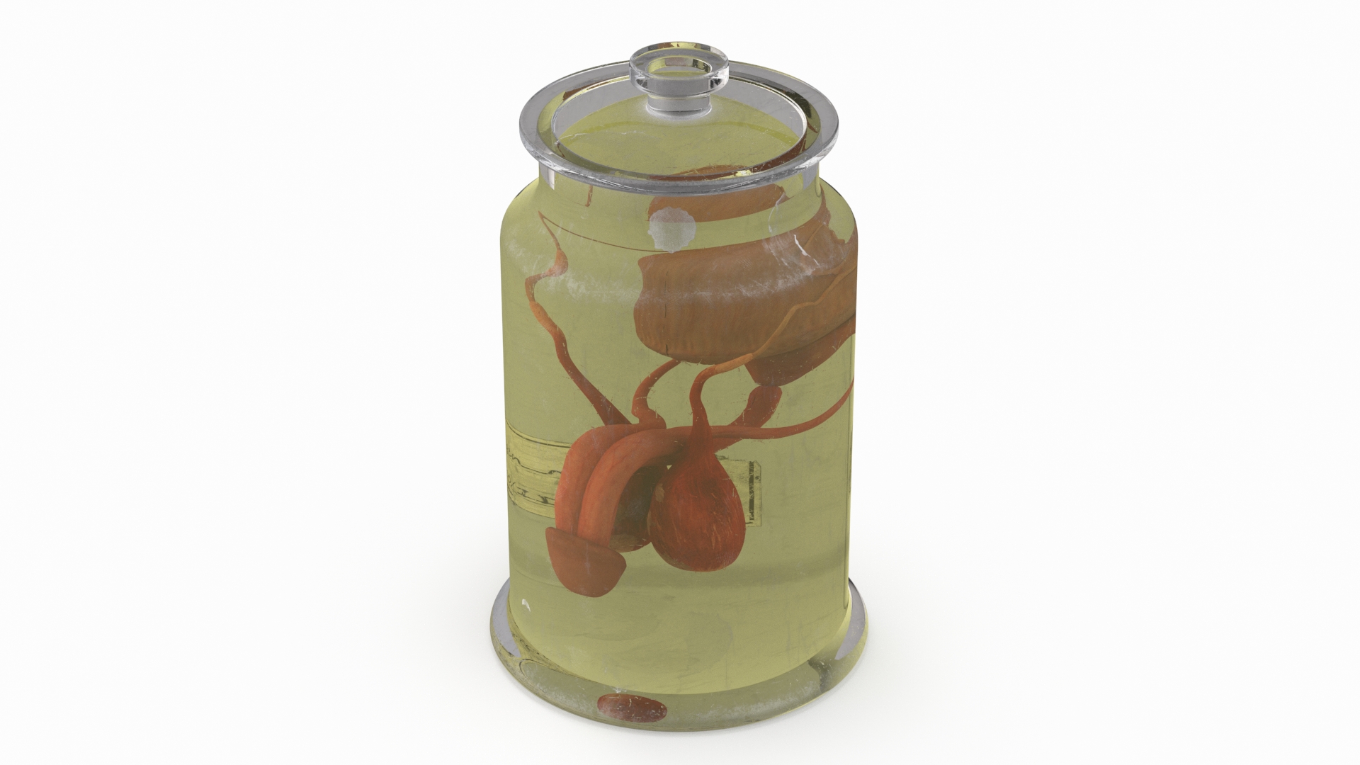 3D Male Genitalia in Old Glass Jar