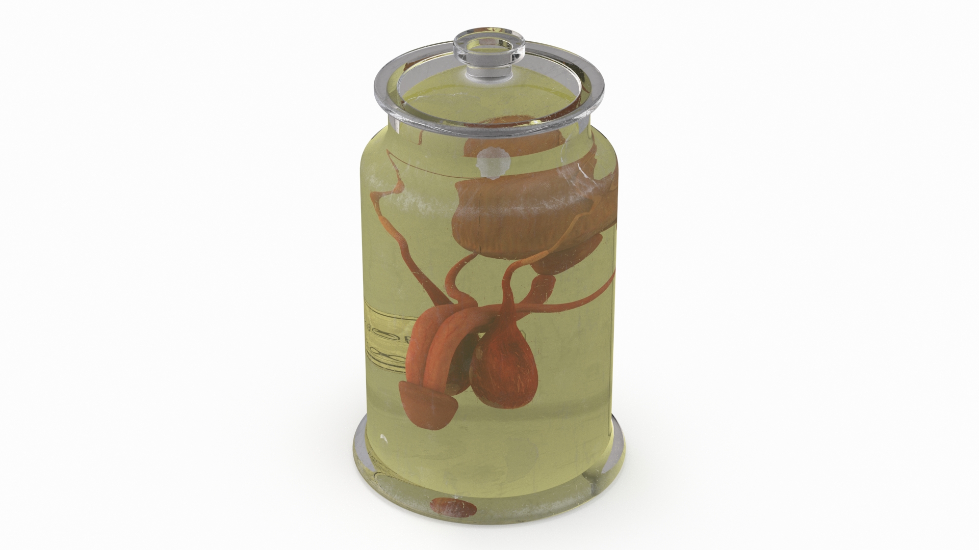 3D Male Genitalia in Old Glass Jar