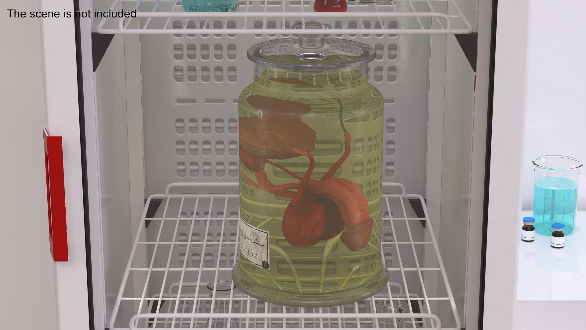 3D Male Genitalia in Old Glass Jar