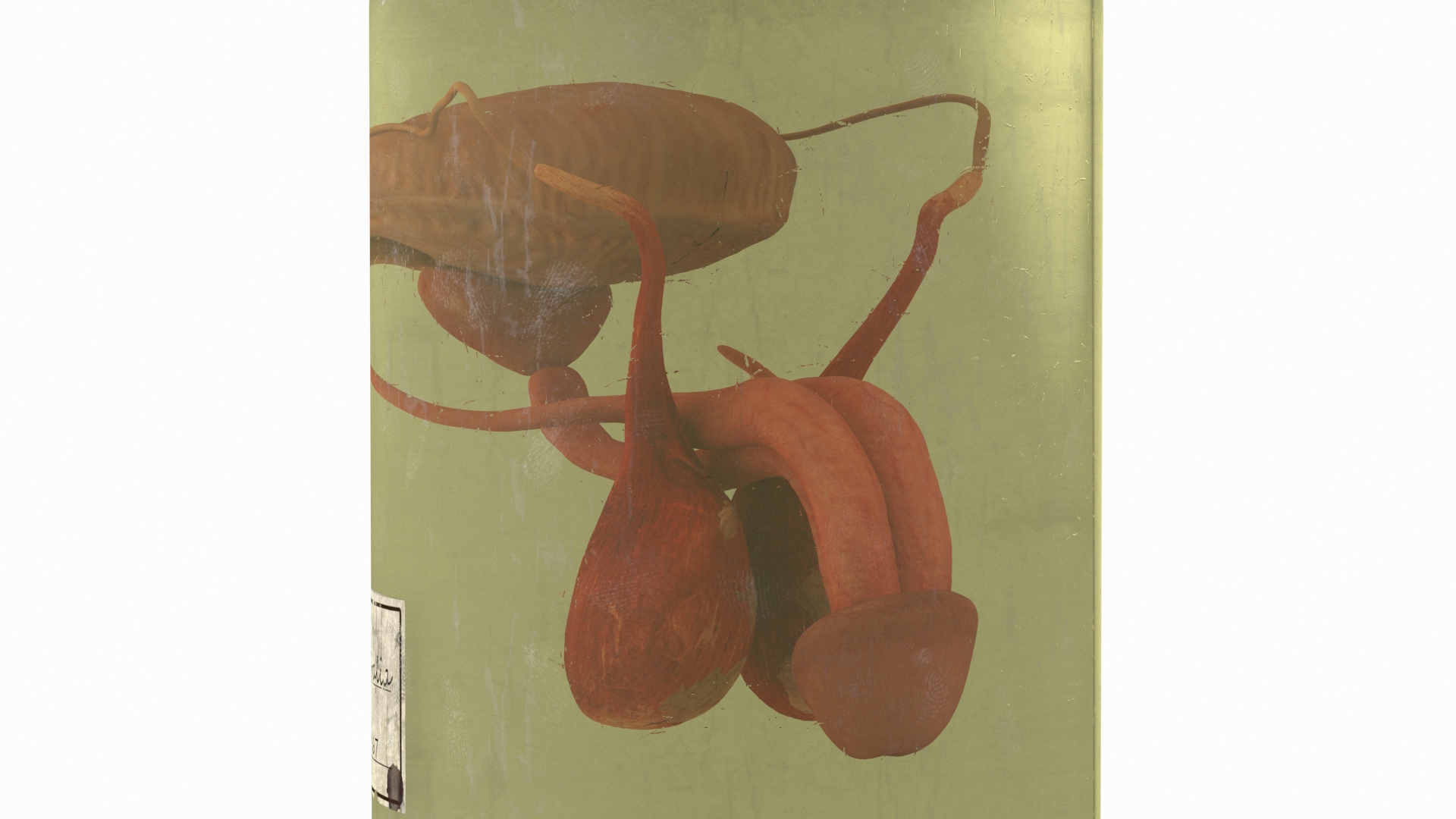 3D Male Genitalia in Old Glass Jar