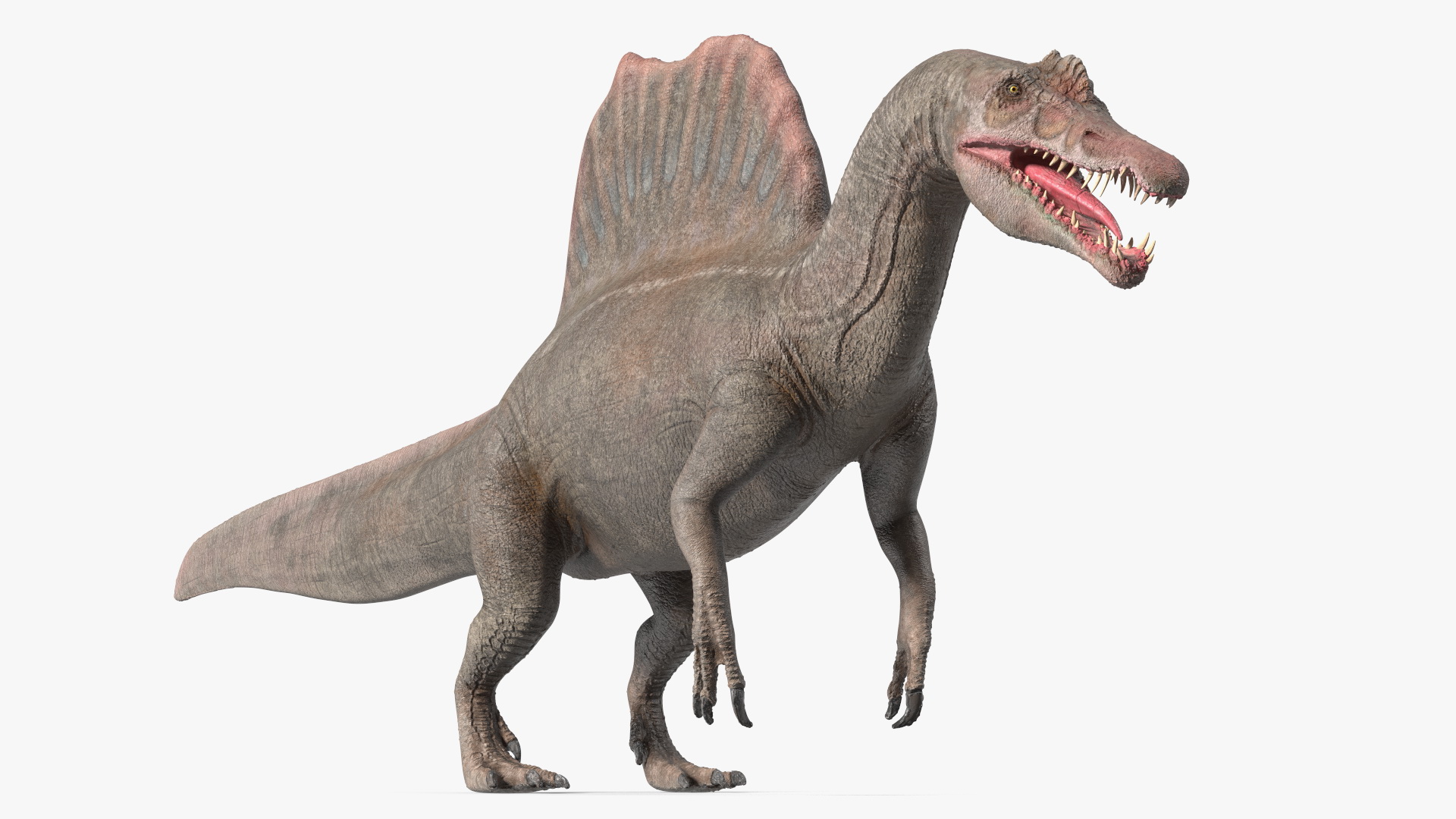 Spinosaurus Basic Pose 3D