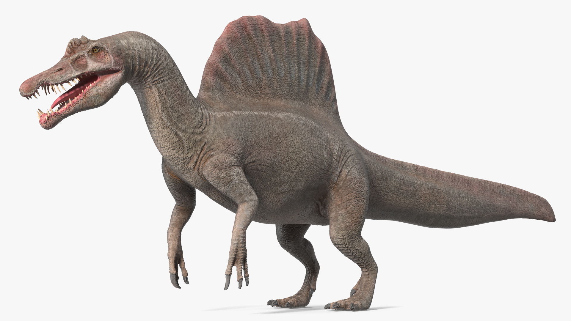 Spinosaurus Basic Pose 3D