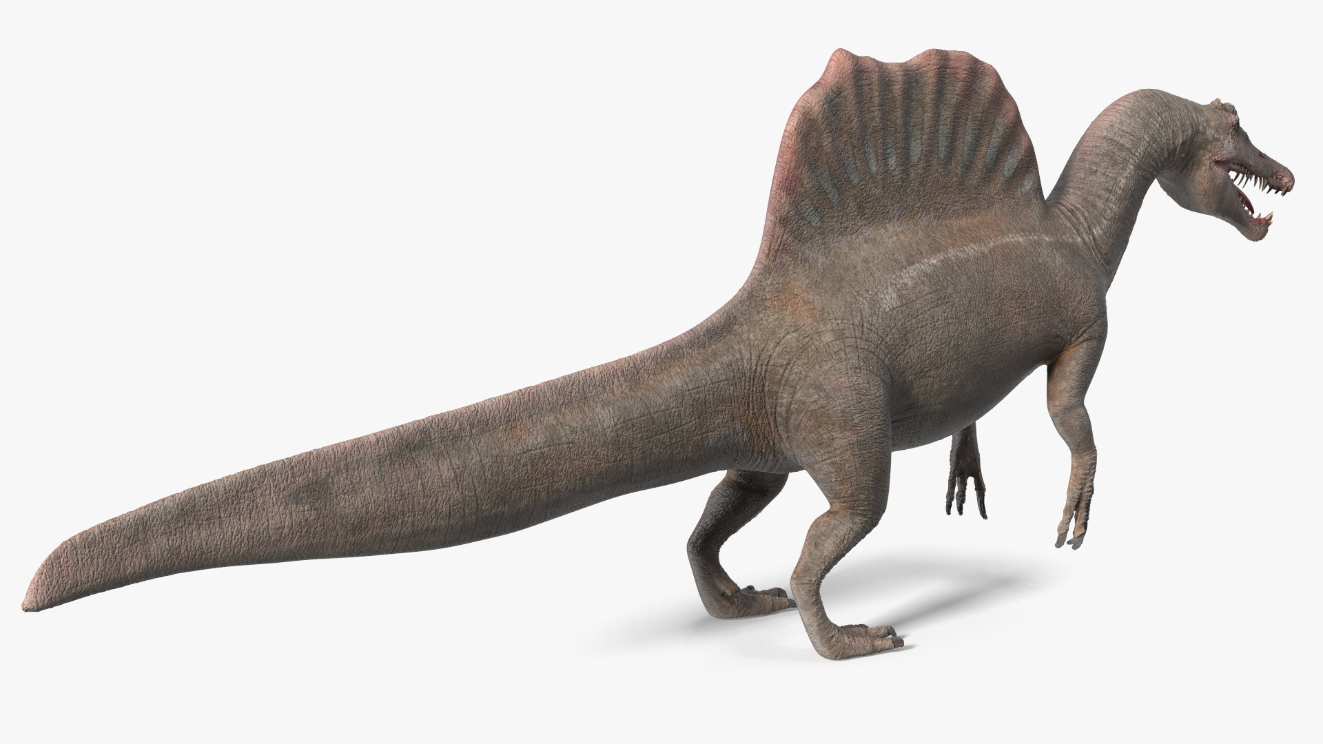 Spinosaurus Basic Pose 3D