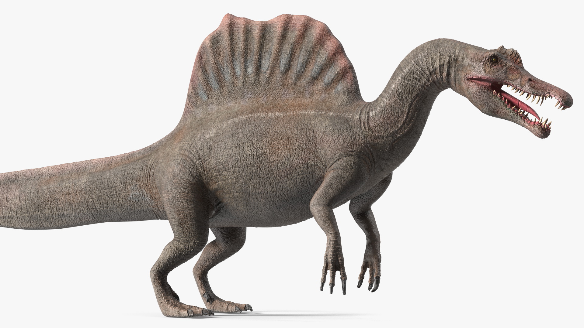 Spinosaurus Basic Pose 3D