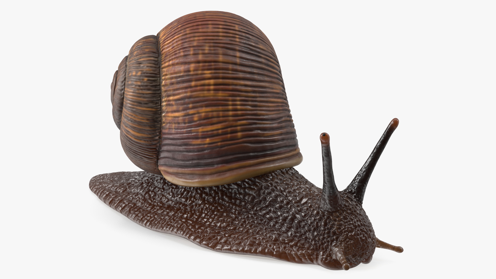3D model Garden Snail Dark Color Rigged