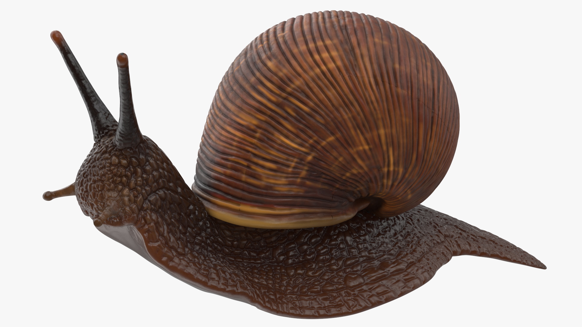 3D model Garden Snail Dark Color Rigged