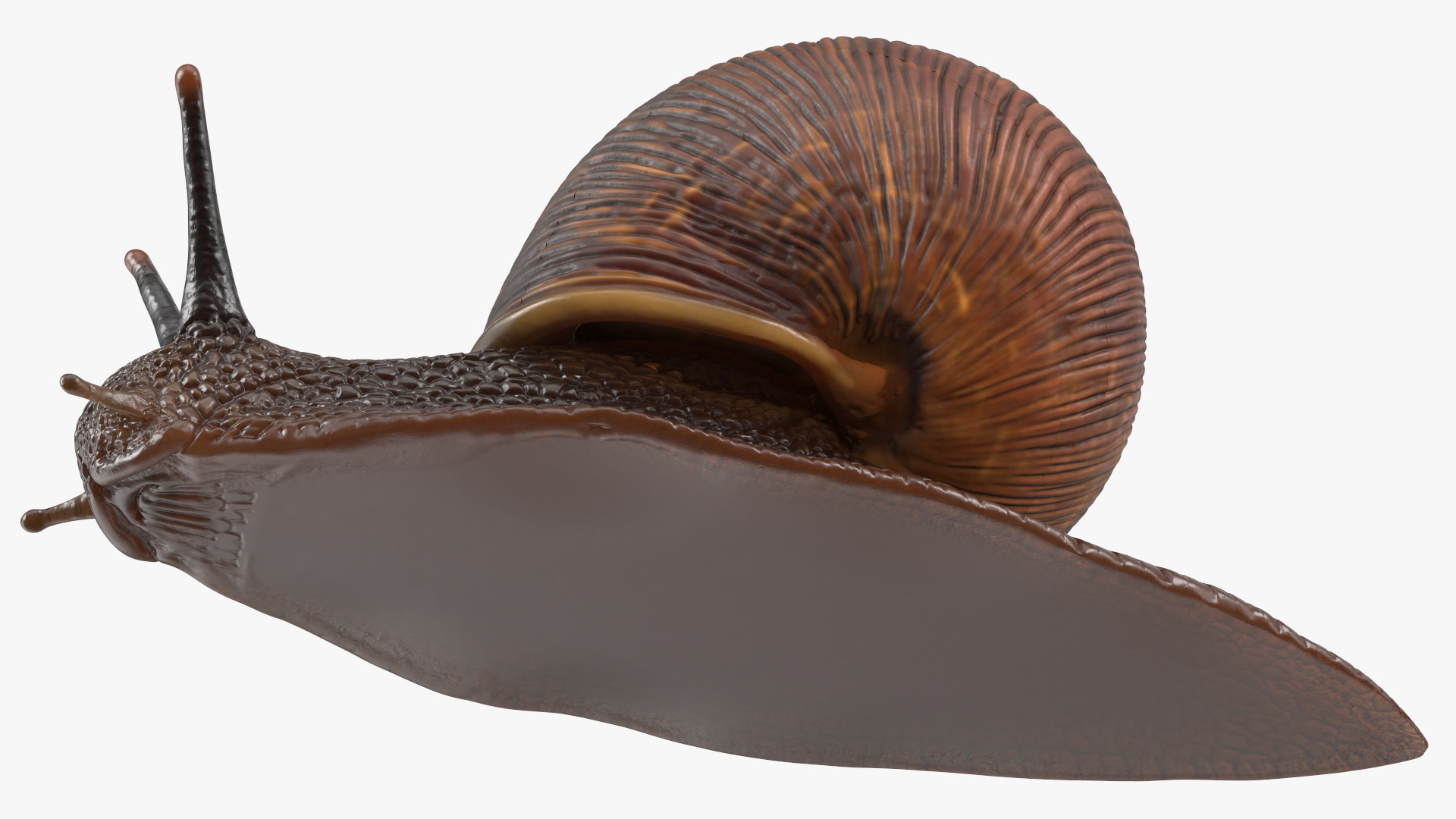 3D model Garden Snail Dark Color Rigged
