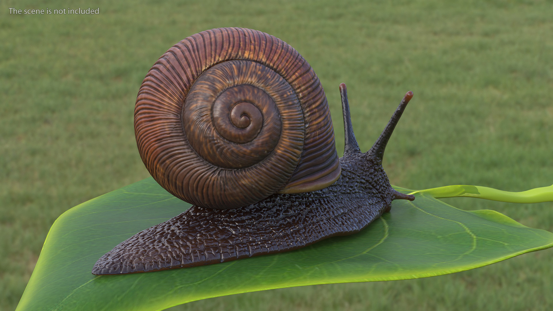 3D model Garden Snail Dark Color Rigged