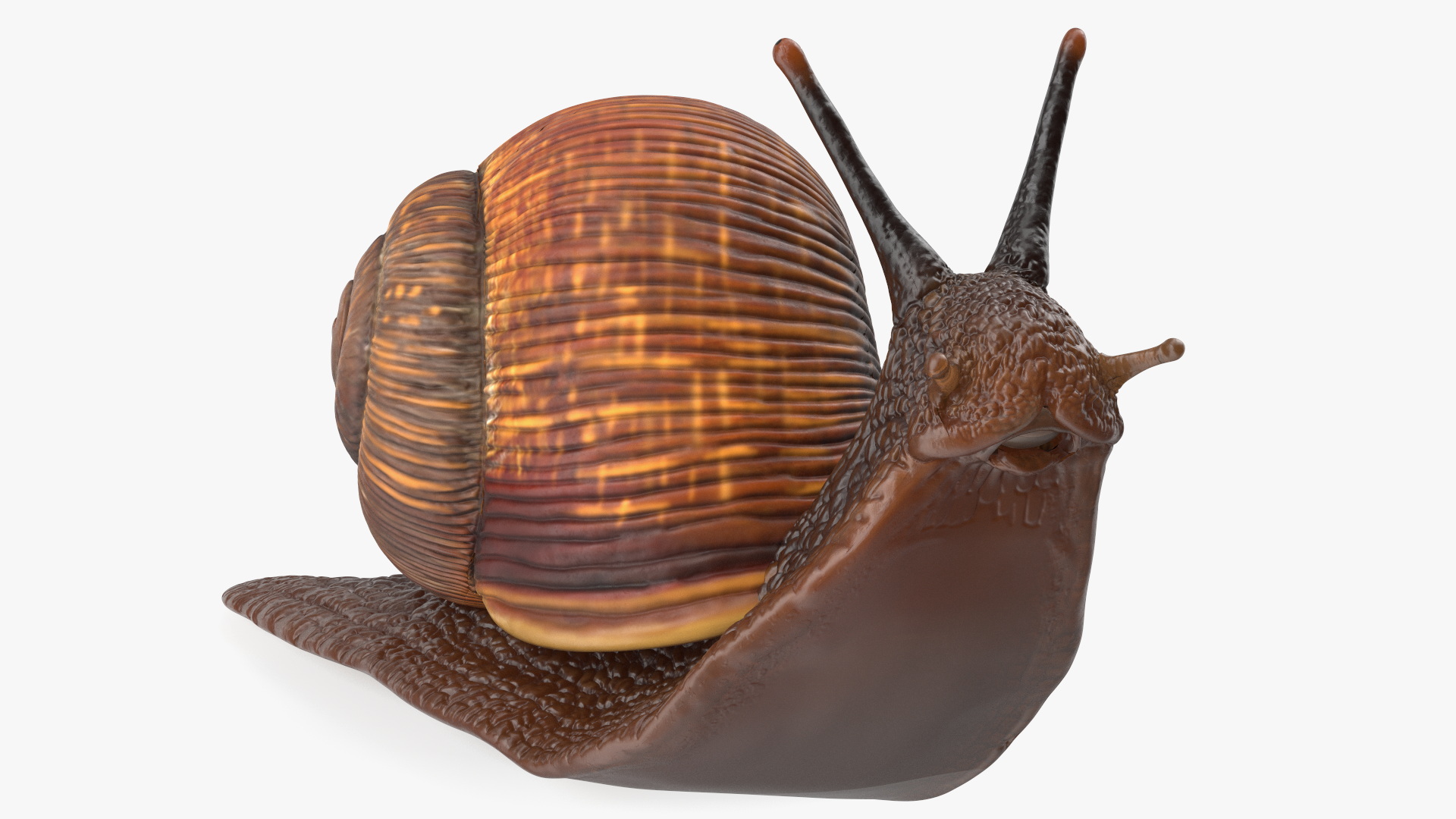 3D model Garden Snail Dark Color Rigged