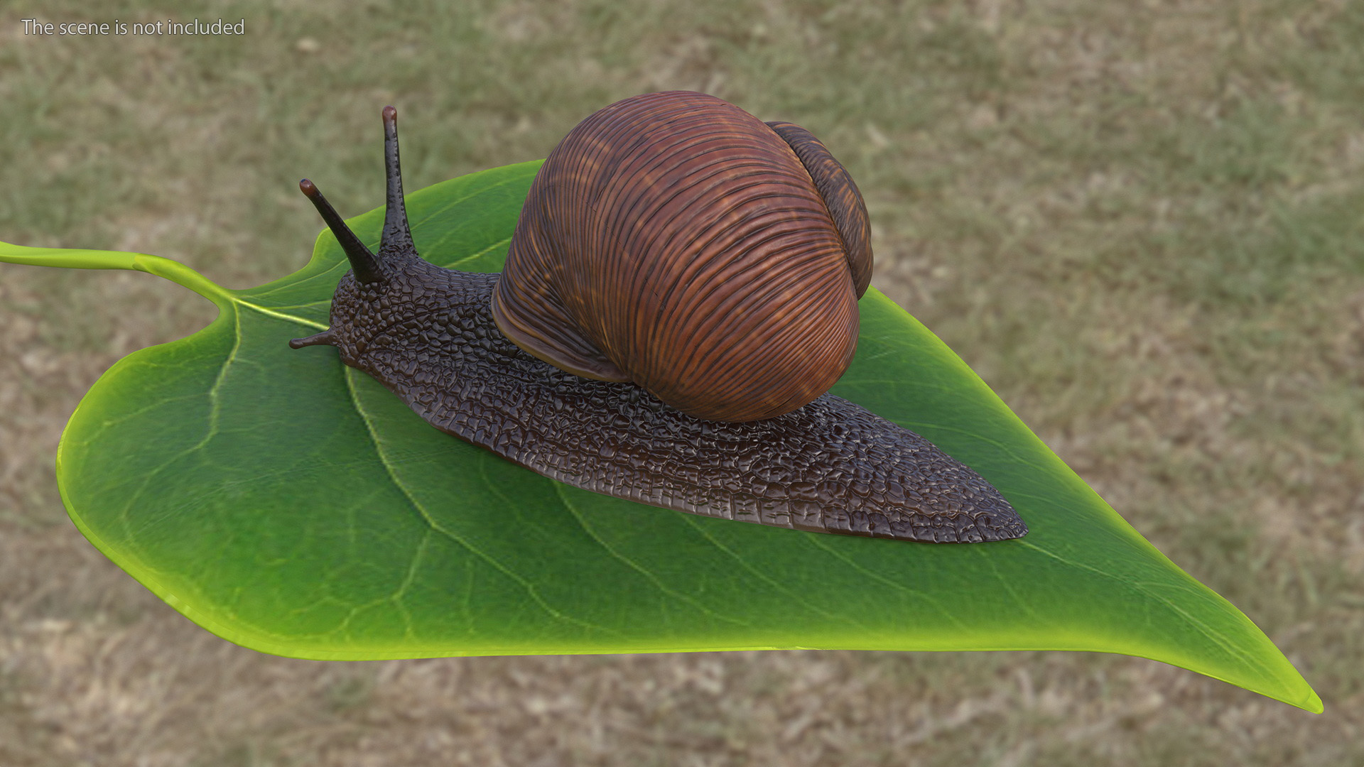 3D model Garden Snail Dark Color Rigged