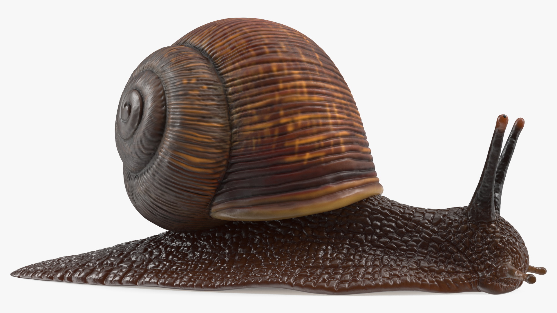3D model Garden Snail Dark Color Rigged