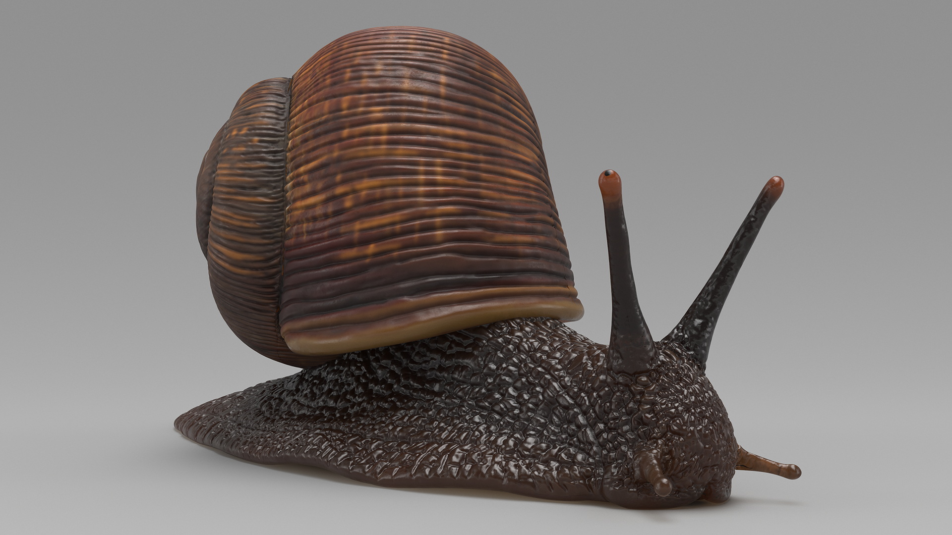 3D model Garden Snail Dark Color Rigged