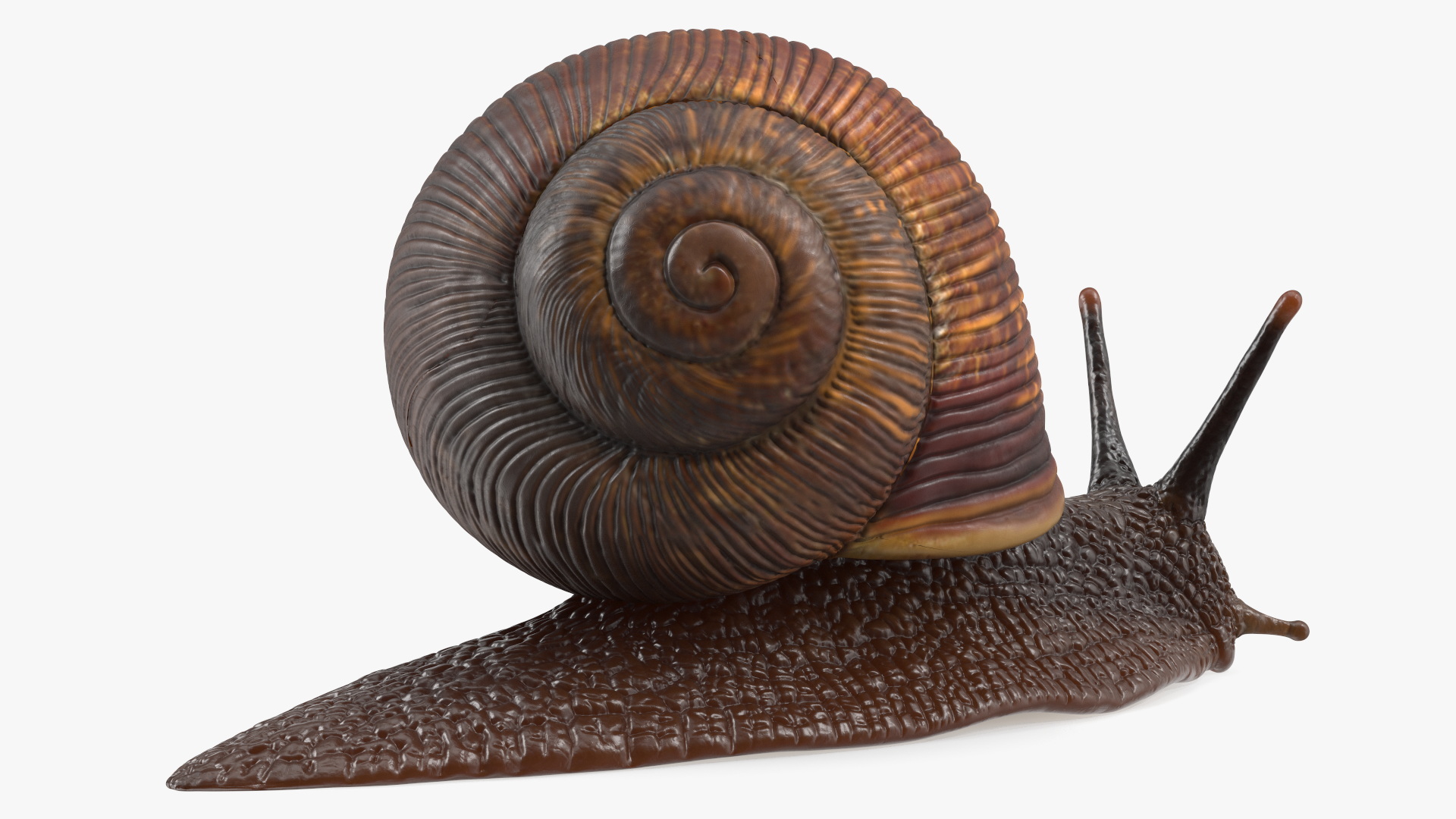 3D model Garden Snail Dark Color Rigged