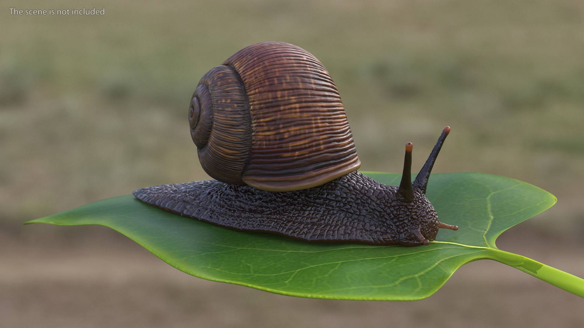 3D model Garden Snail Dark Color Rigged