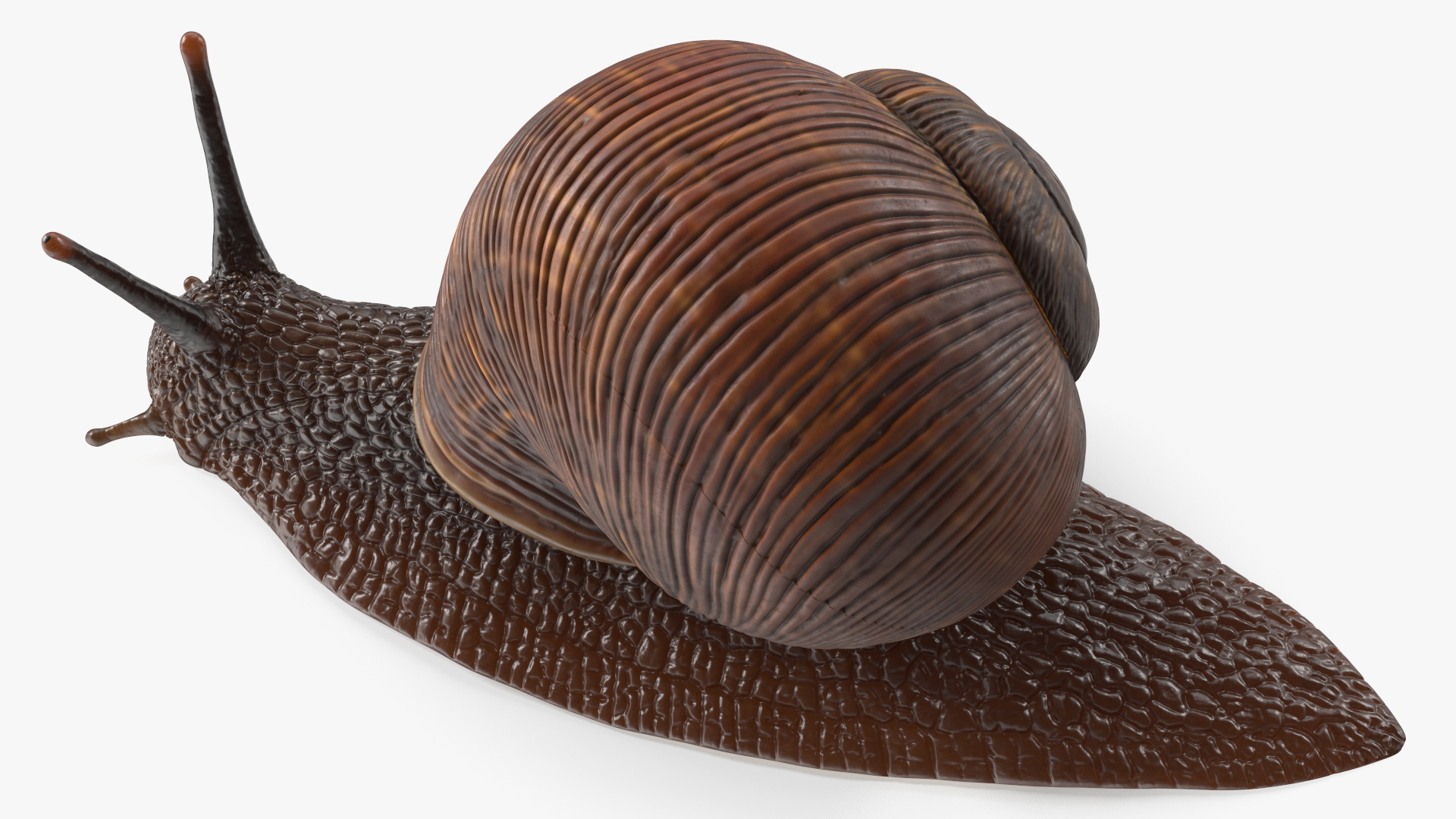 3D model Garden Snail Dark Color Rigged