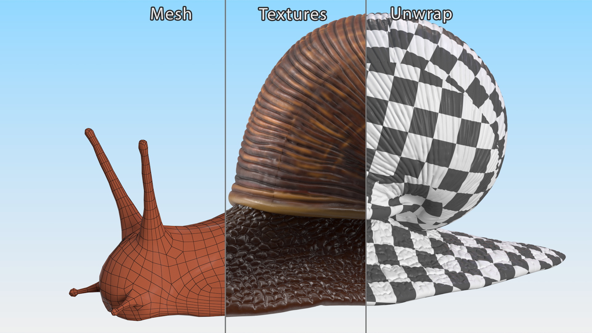 3D model Garden Snail Dark Color Rigged