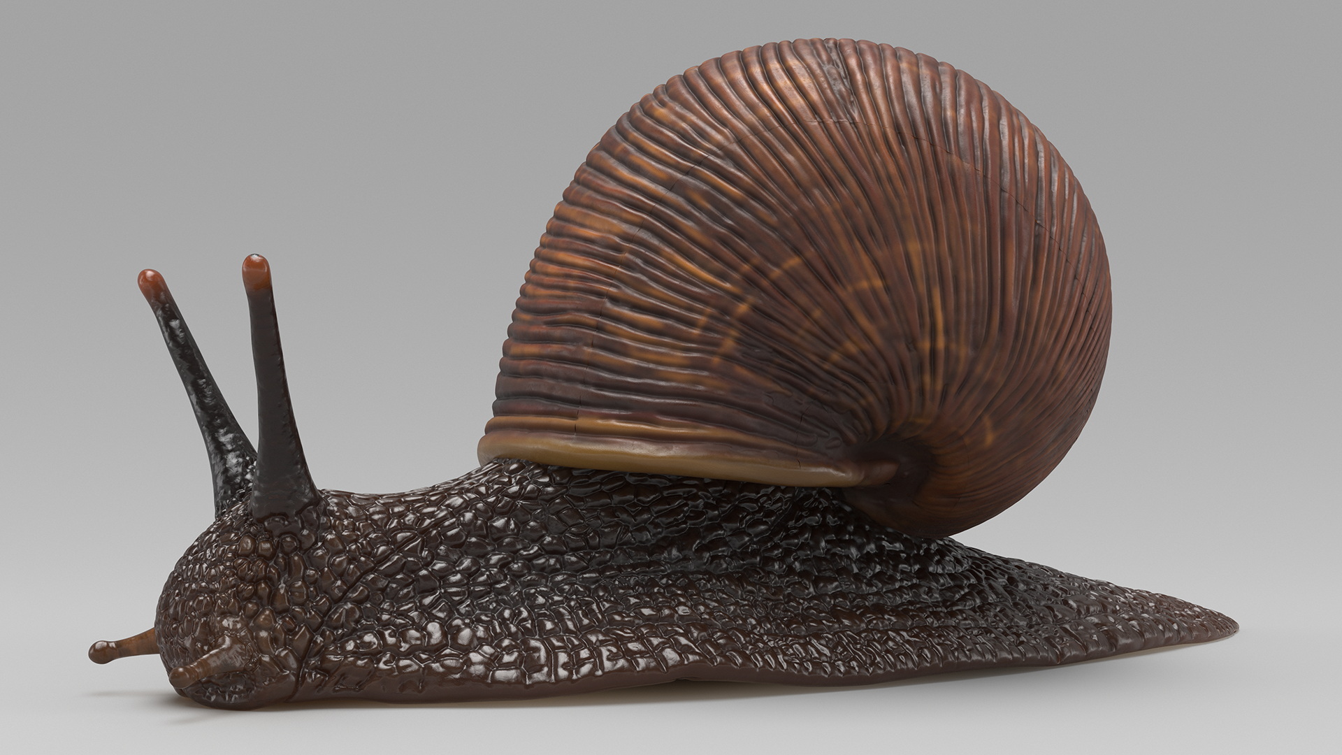 3D model Garden Snail Dark Color Rigged