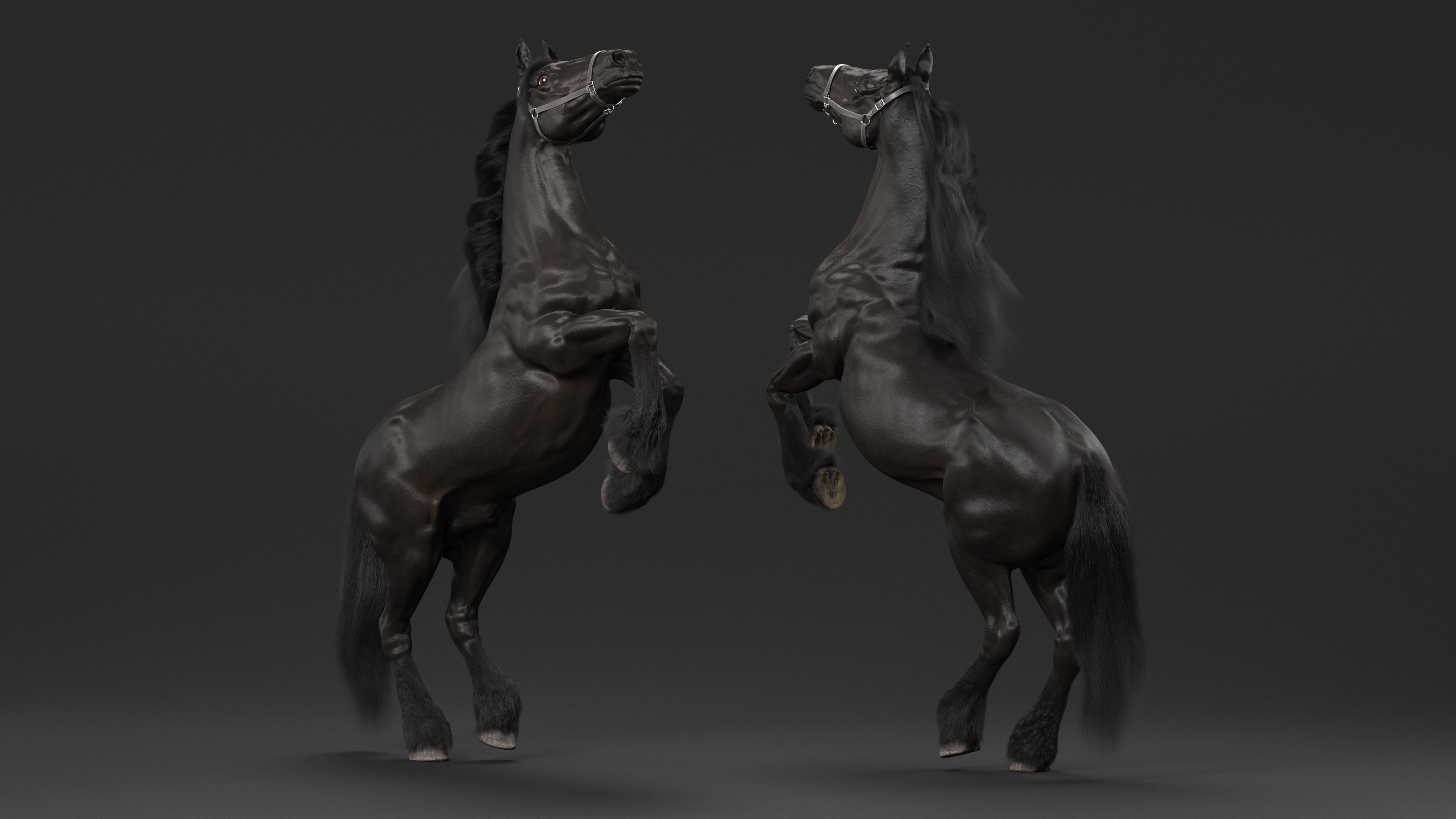 3D Bucking Friesian Horse Fur