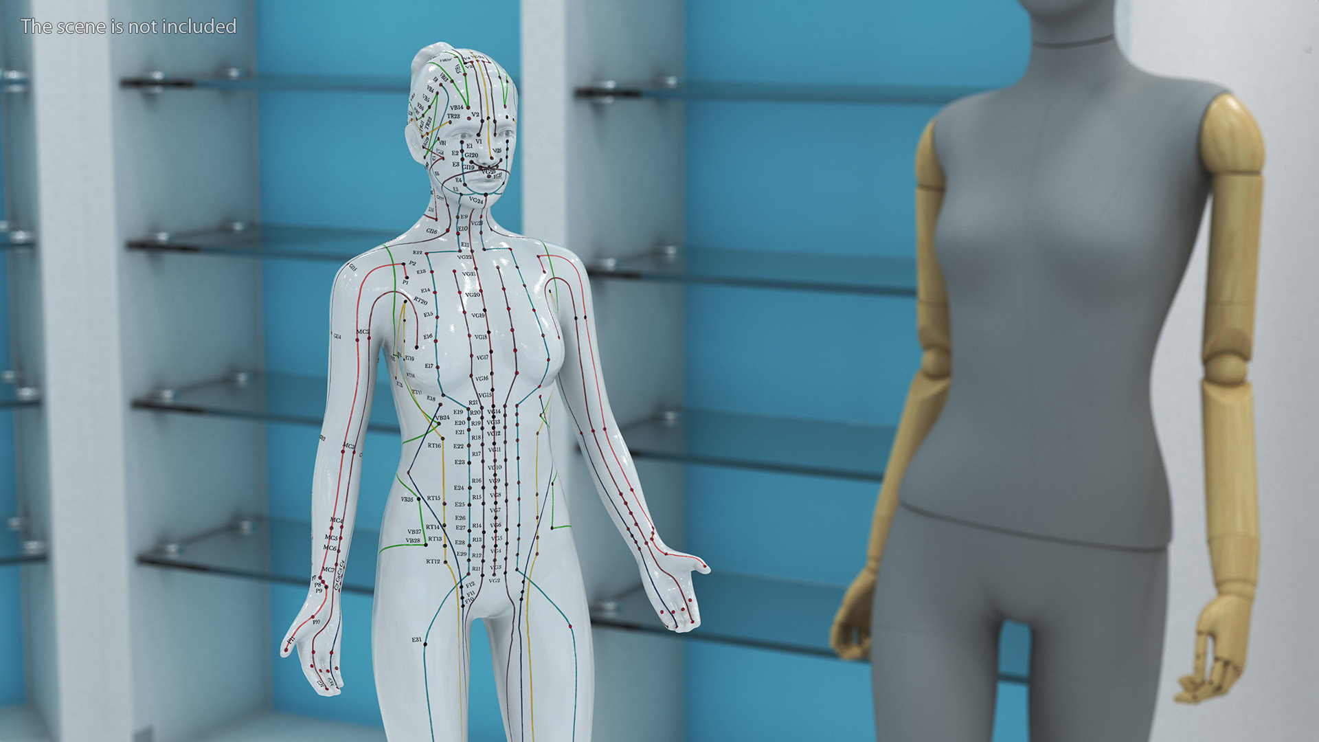 3D Female Acupuncture Mannequin model