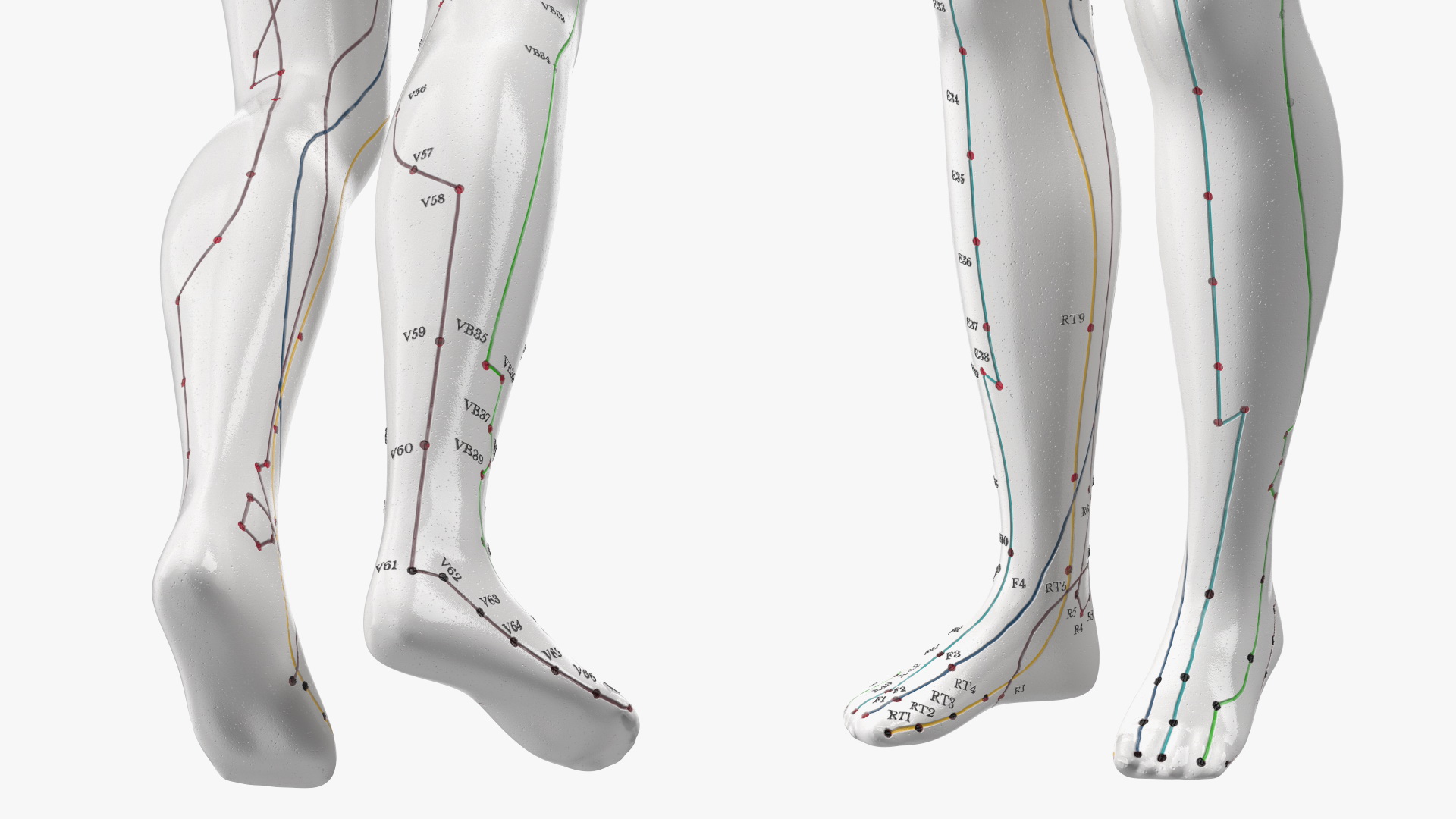 3D Female Acupuncture Mannequin model