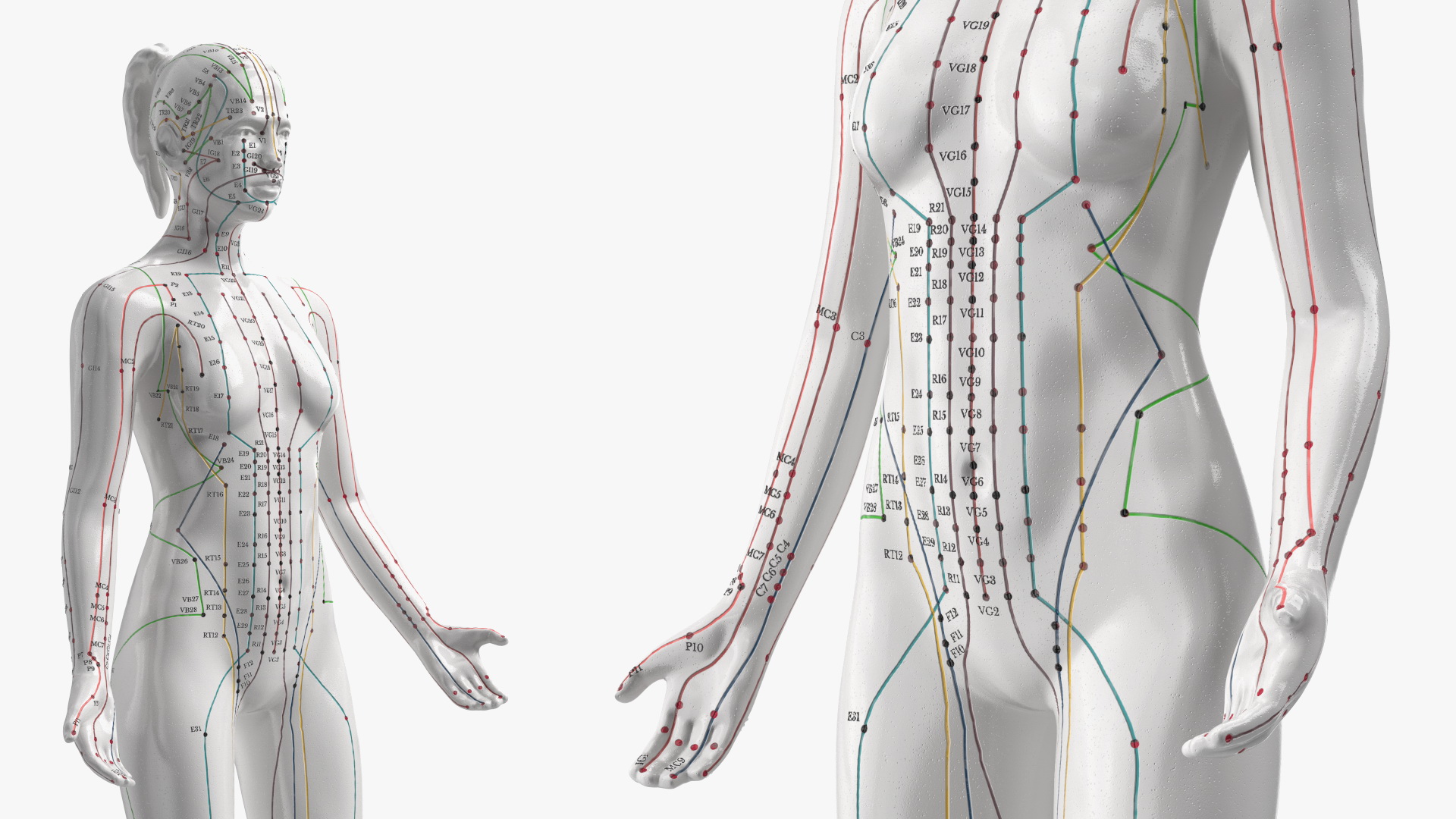 3D Female Acupuncture Mannequin model