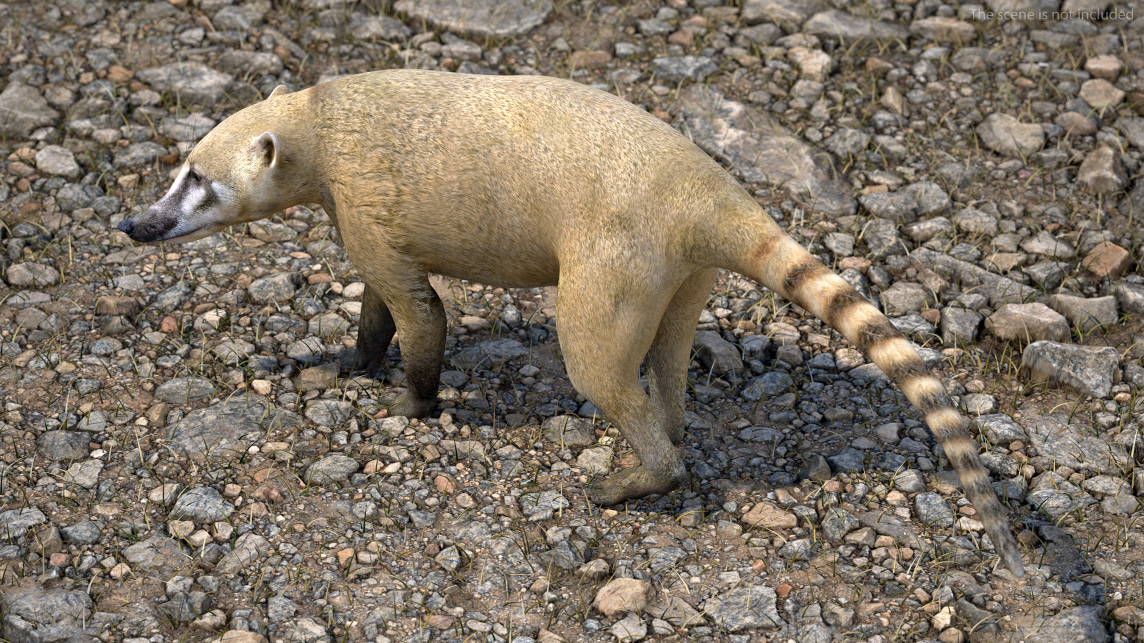3D Nasua Walking Pose model