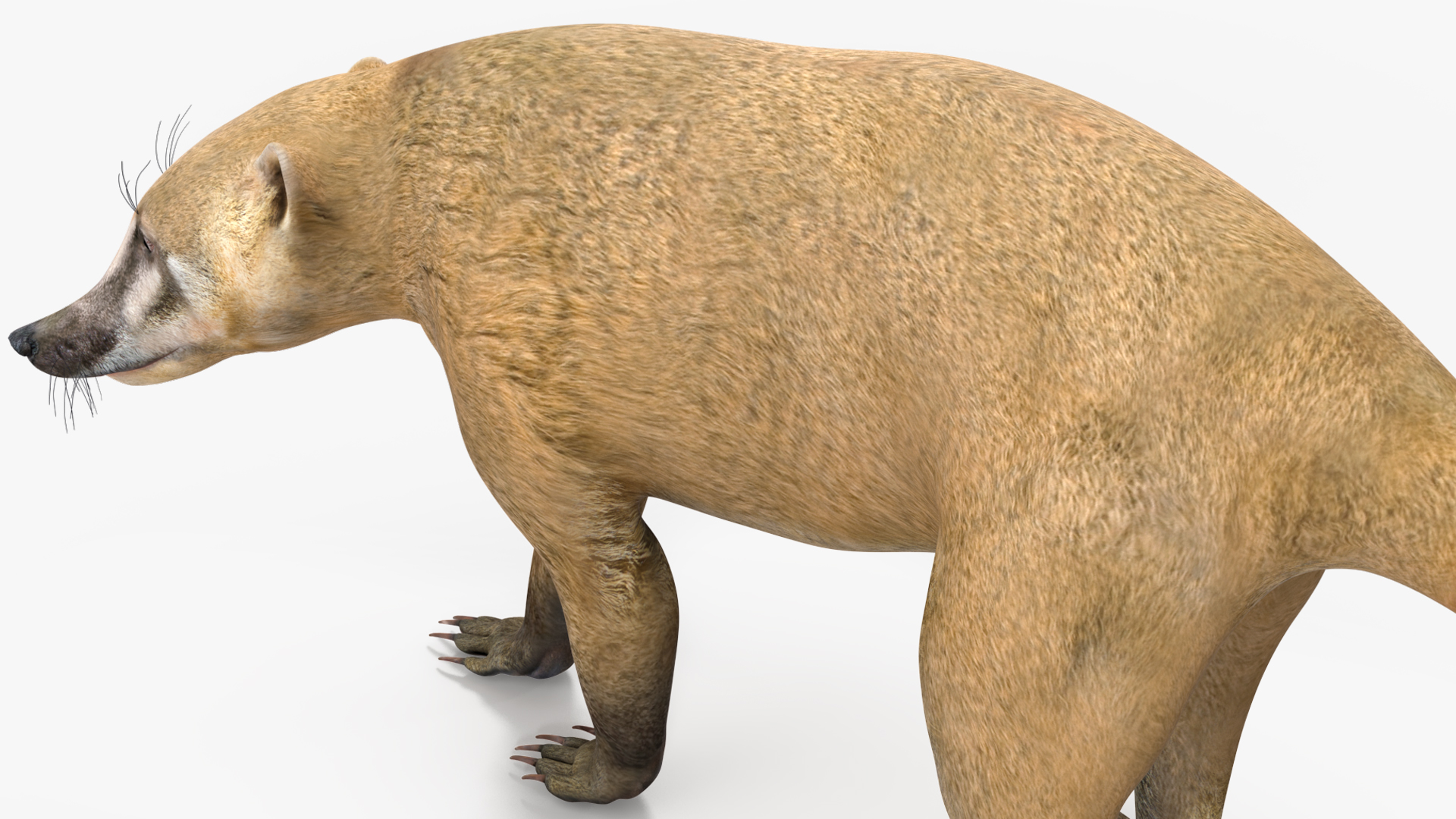 3D Nasua Walking Pose model