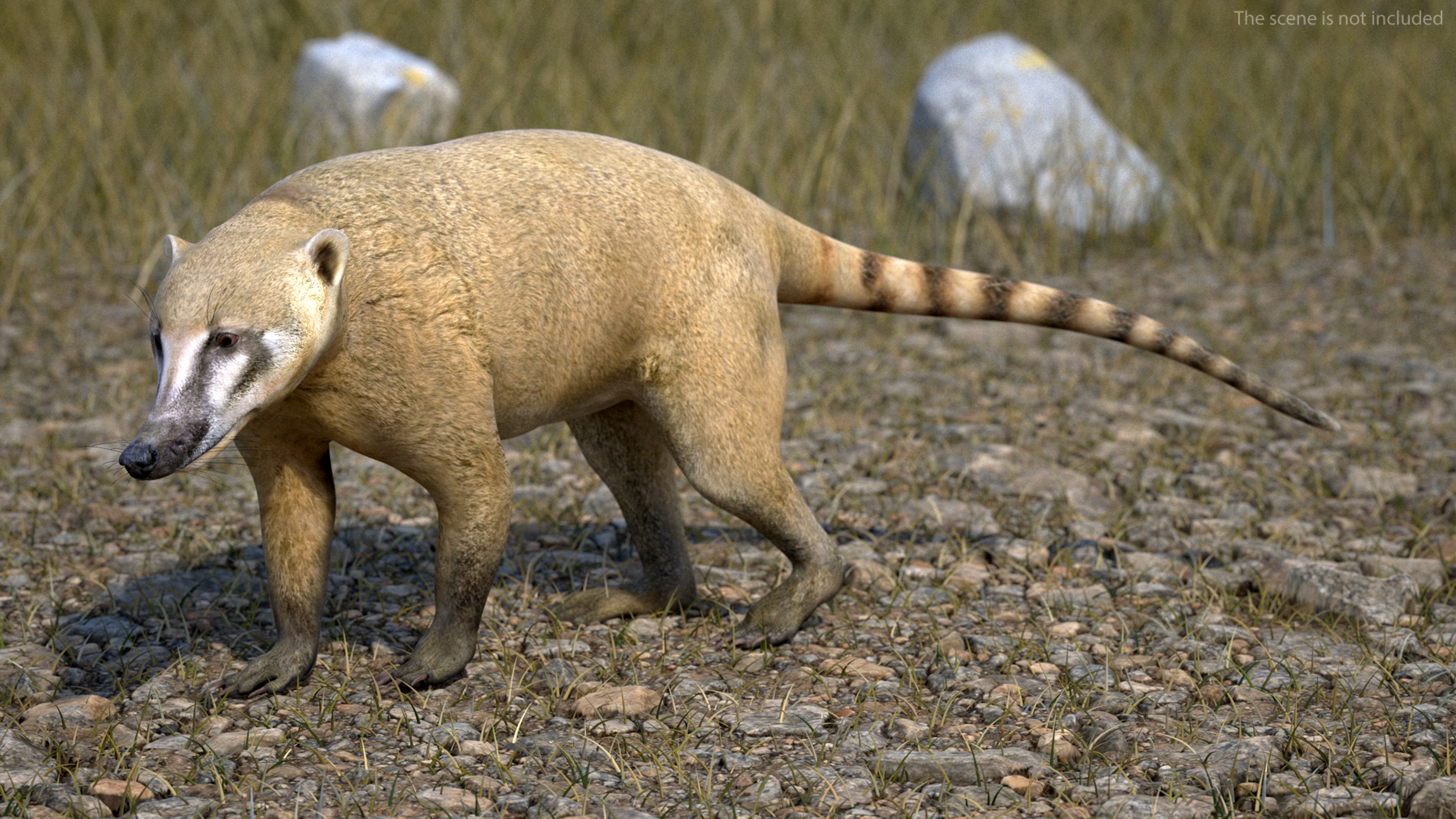 3D Nasua Walking Pose model