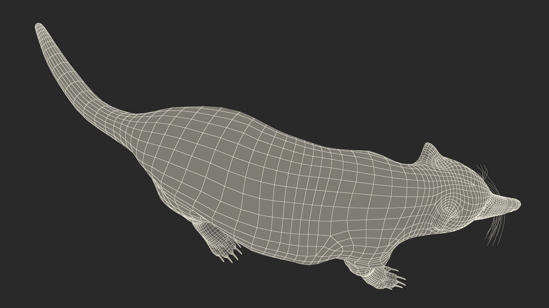 3D Nasua Walking Pose model
