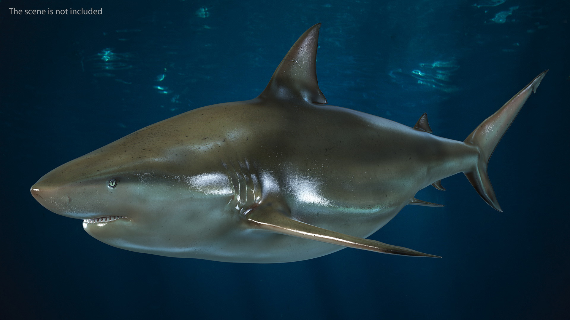 3D model Java Shark