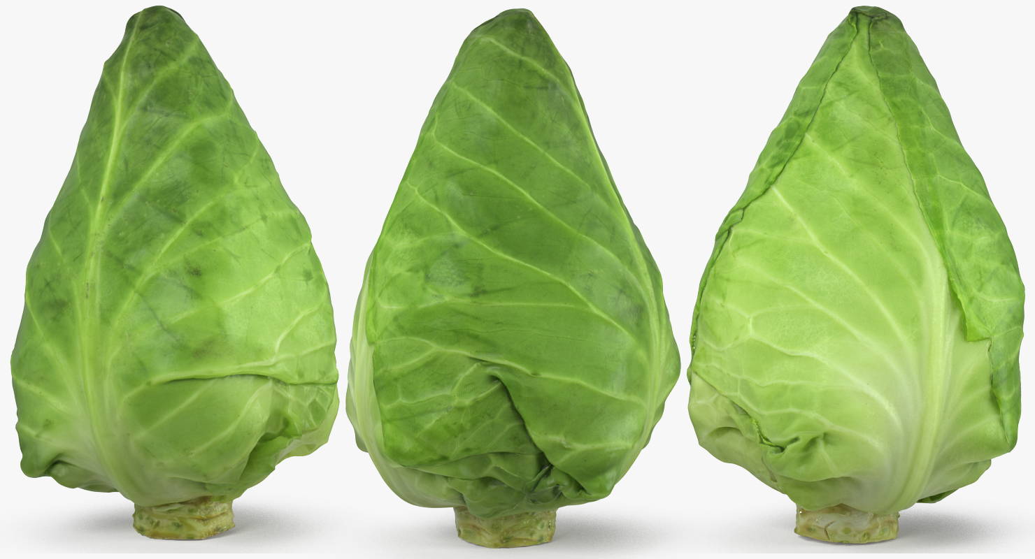 3D Sweetheart Cabbage model