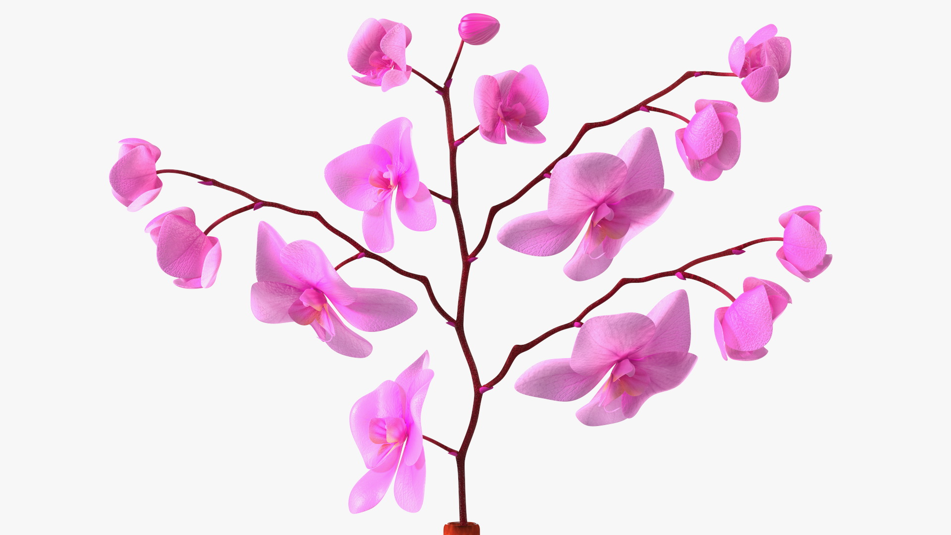 3D model Glass Vase with Pink Phalaenopsis Orchid