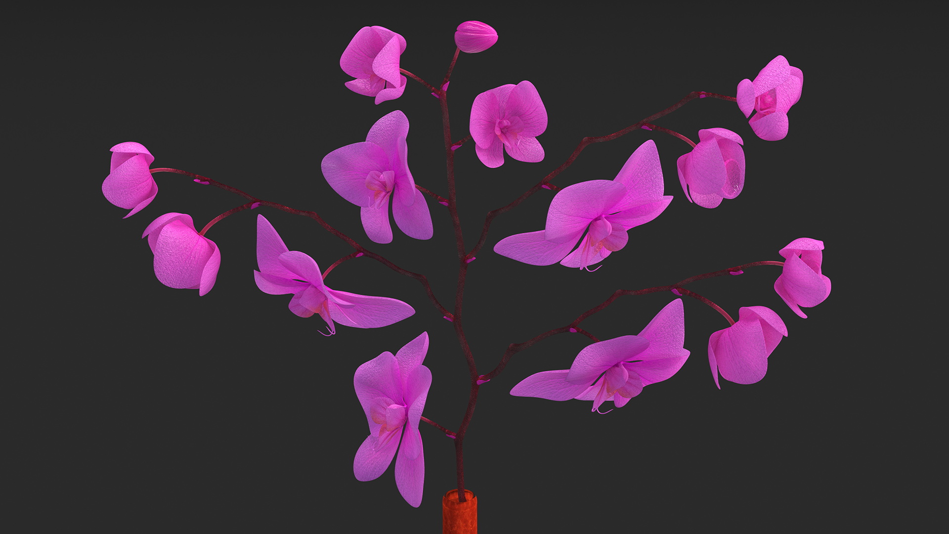 3D model Glass Vase with Pink Phalaenopsis Orchid