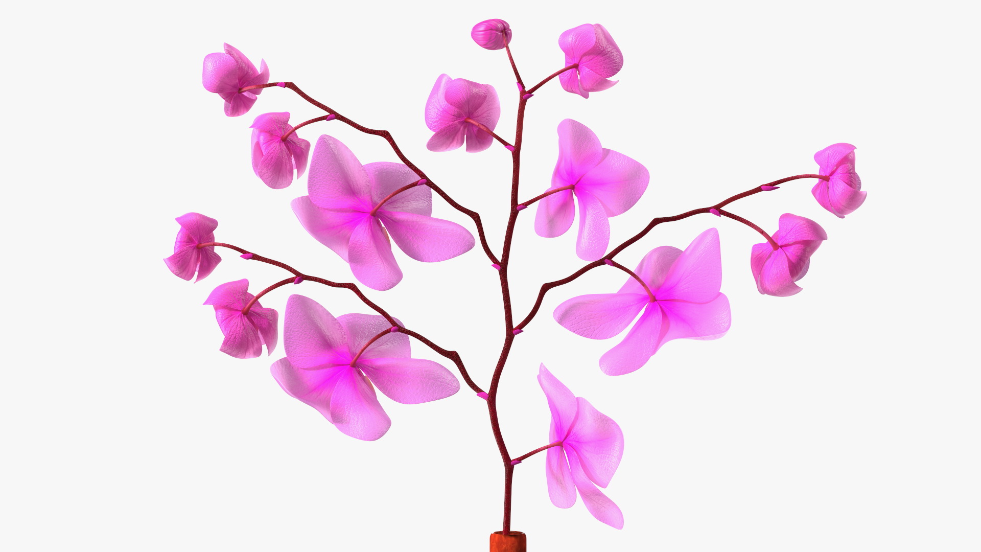 3D model Glass Vase with Pink Phalaenopsis Orchid