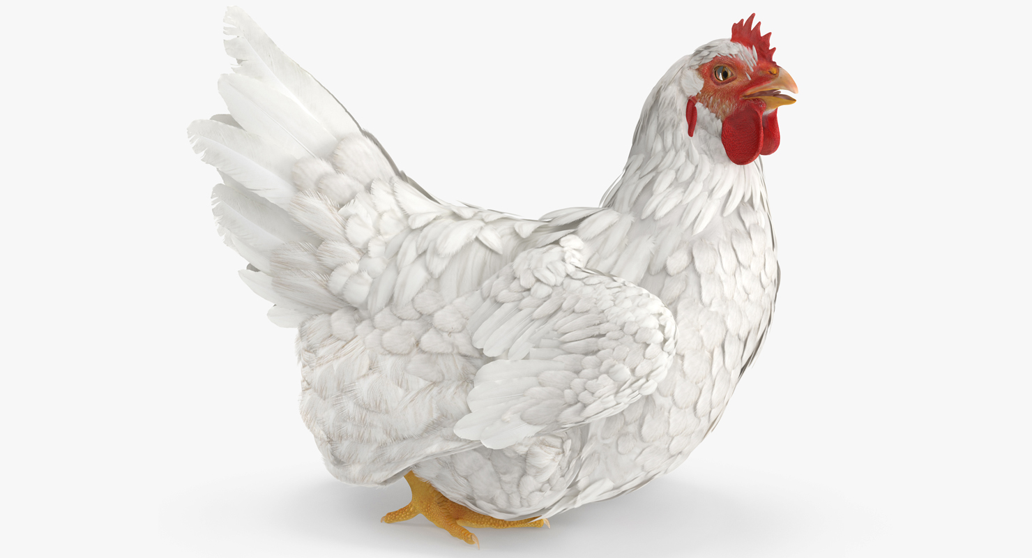 3D White Chicken Sitting Pose