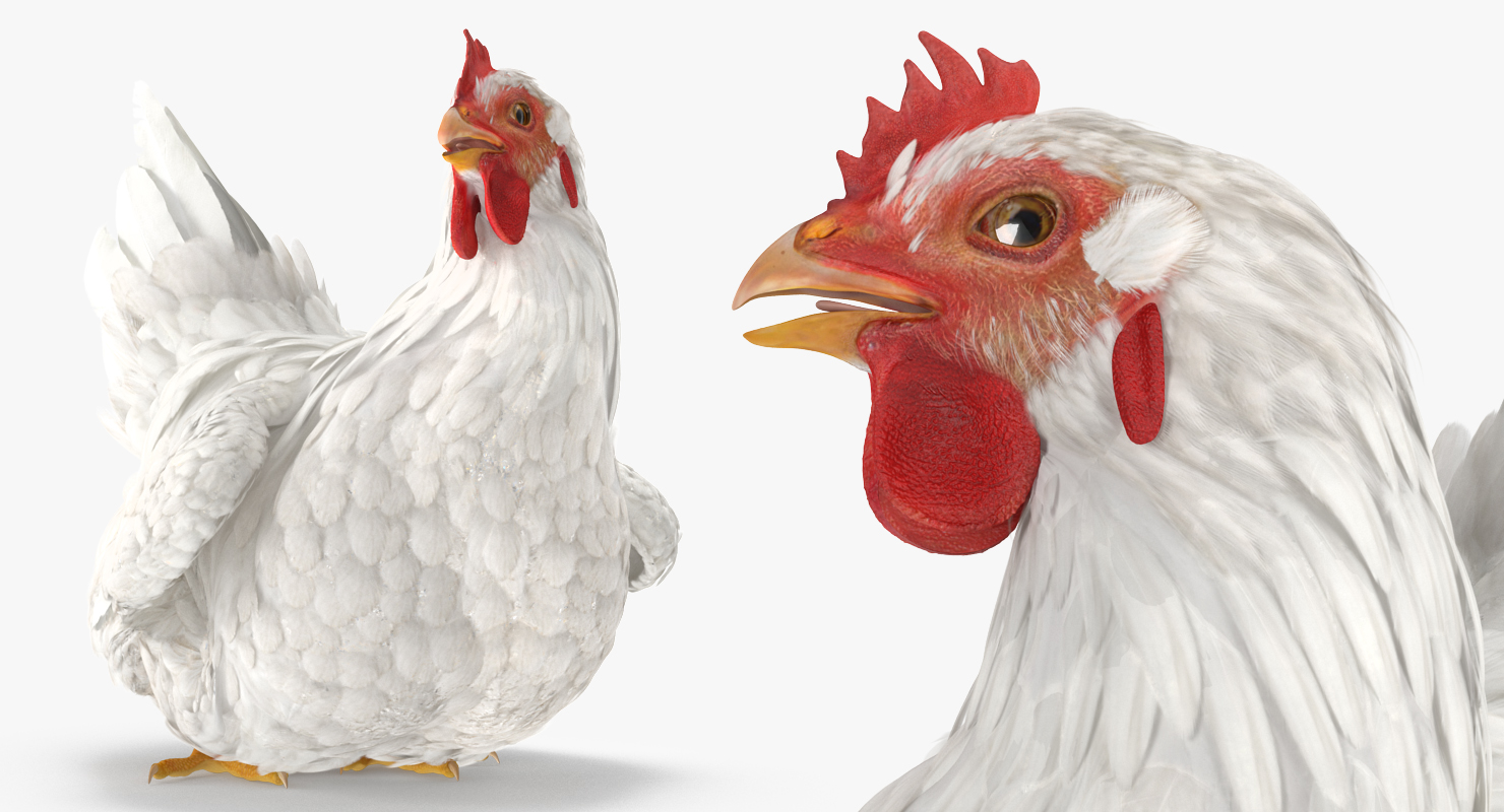 3D White Chicken Sitting Pose