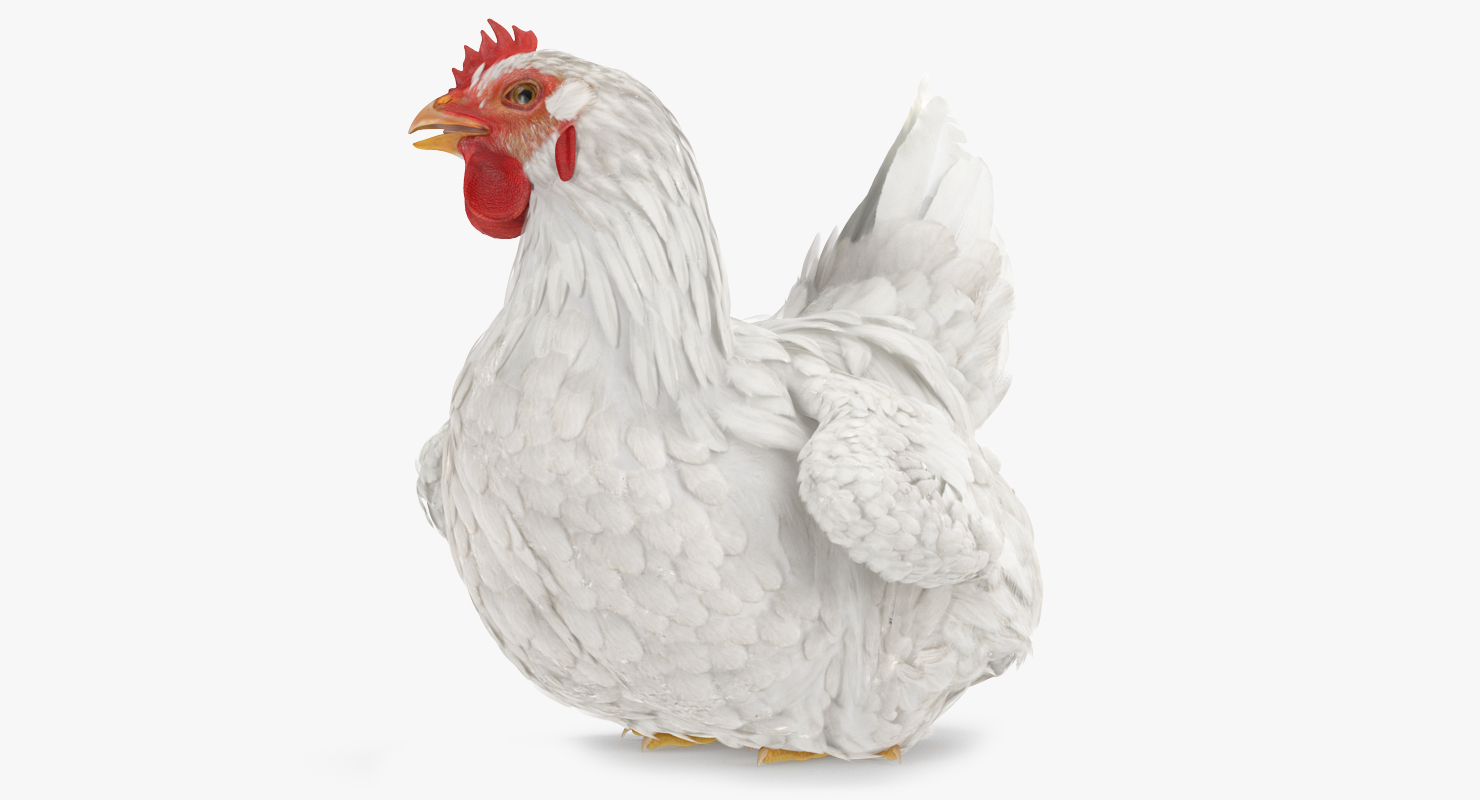 3D White Chicken Sitting Pose