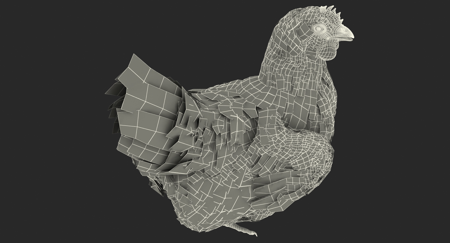 3D White Chicken Sitting Pose
