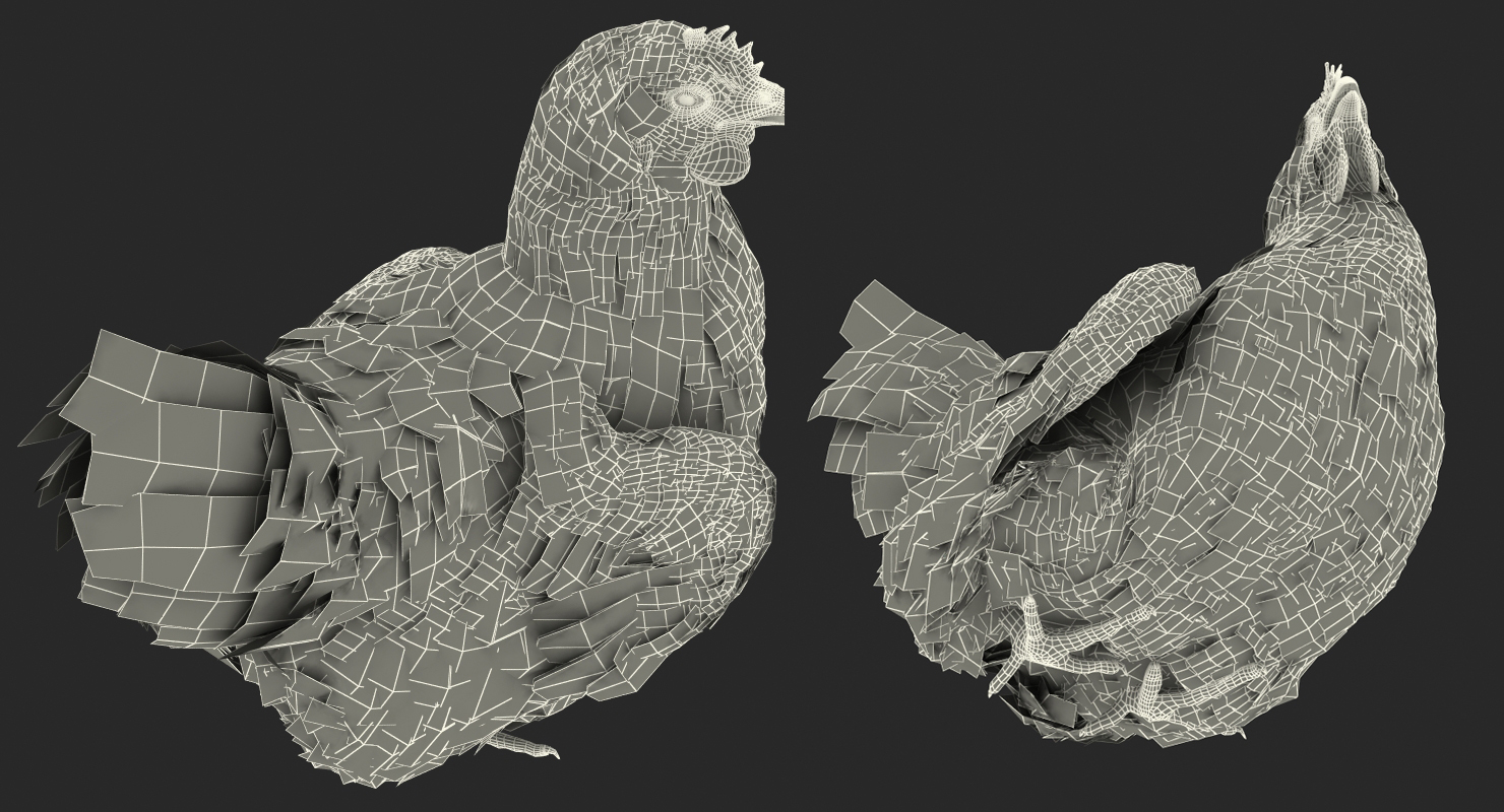 3D White Chicken Sitting Pose