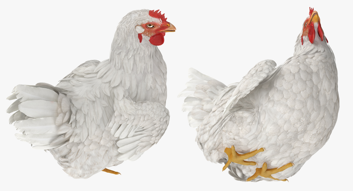 3D White Chicken Sitting Pose