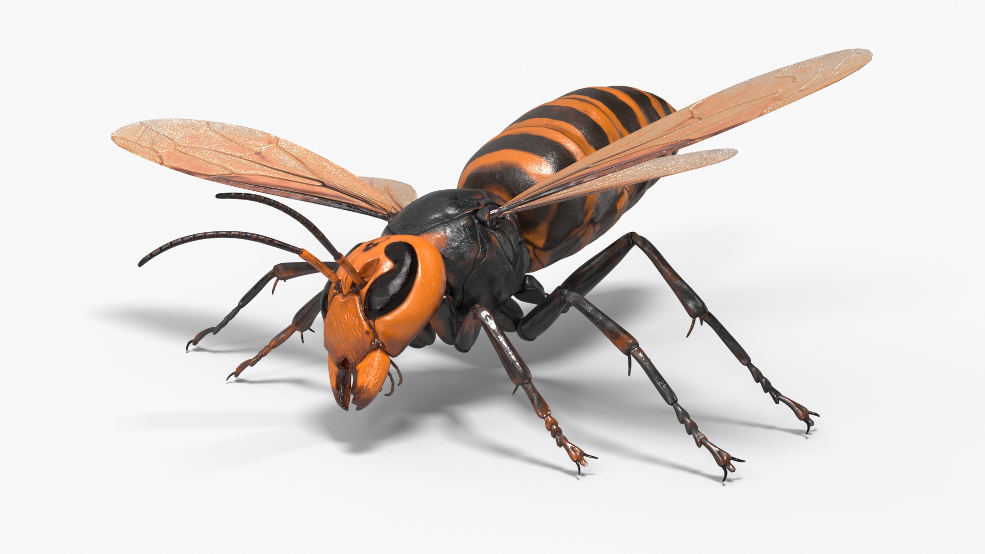 3D Huge Hornet Rigged model