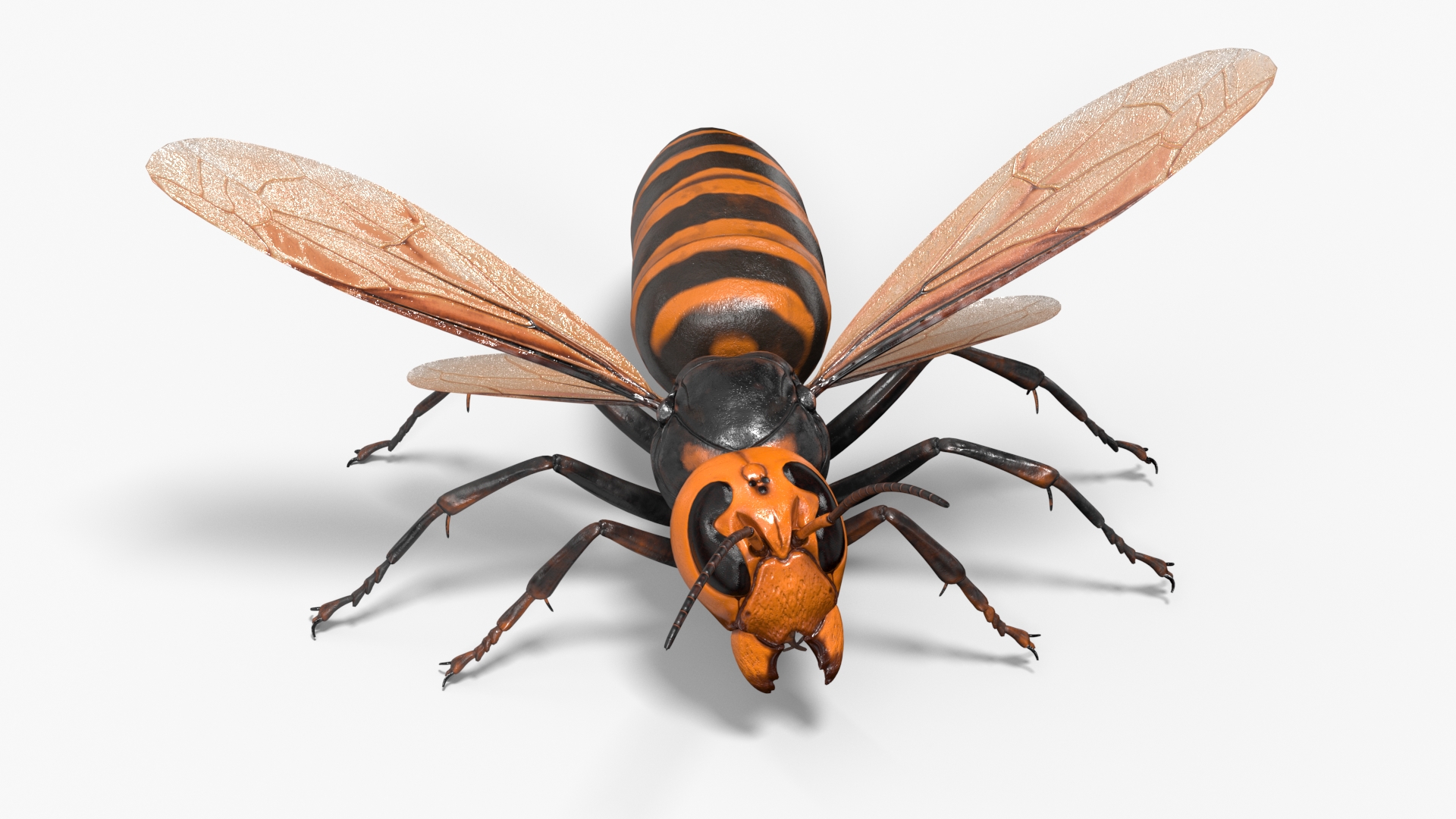 3D Huge Hornet Rigged model