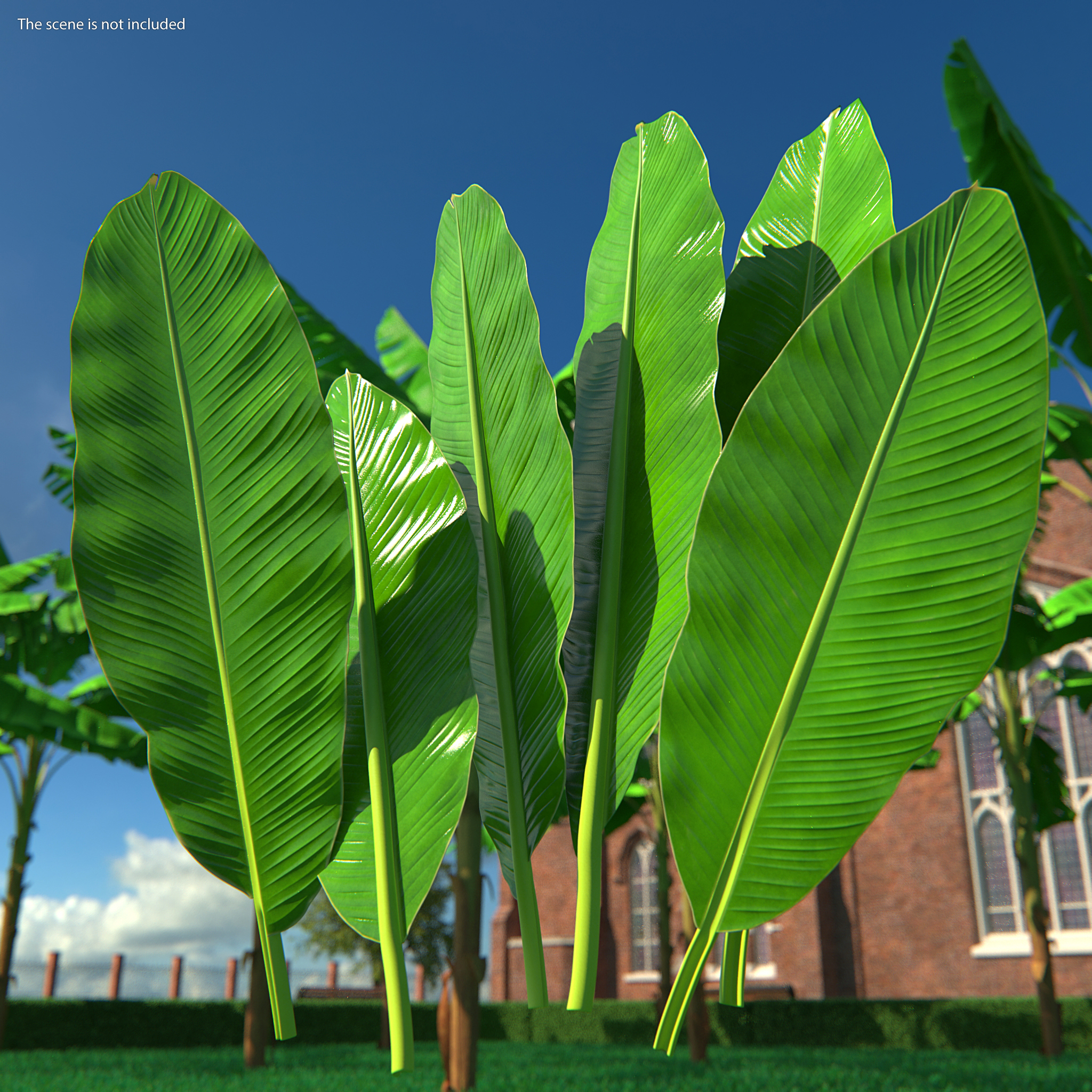 3D Leaves from Banana Tree model
