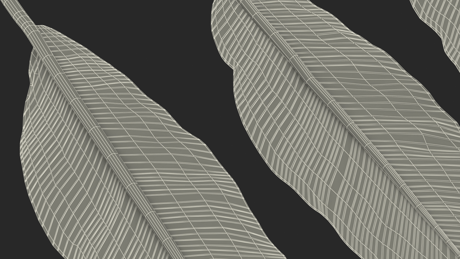 3D Leaves from Banana Tree model