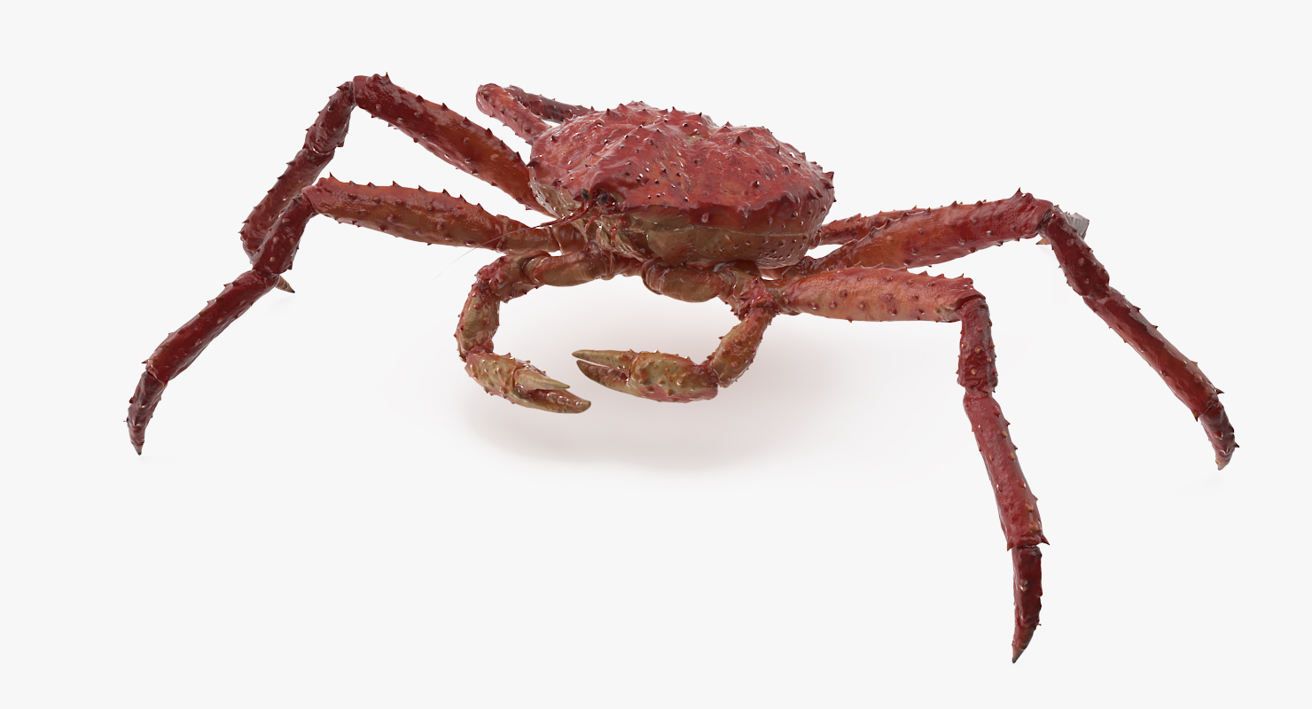 3D model Alaskan King Crab Walking Pose
