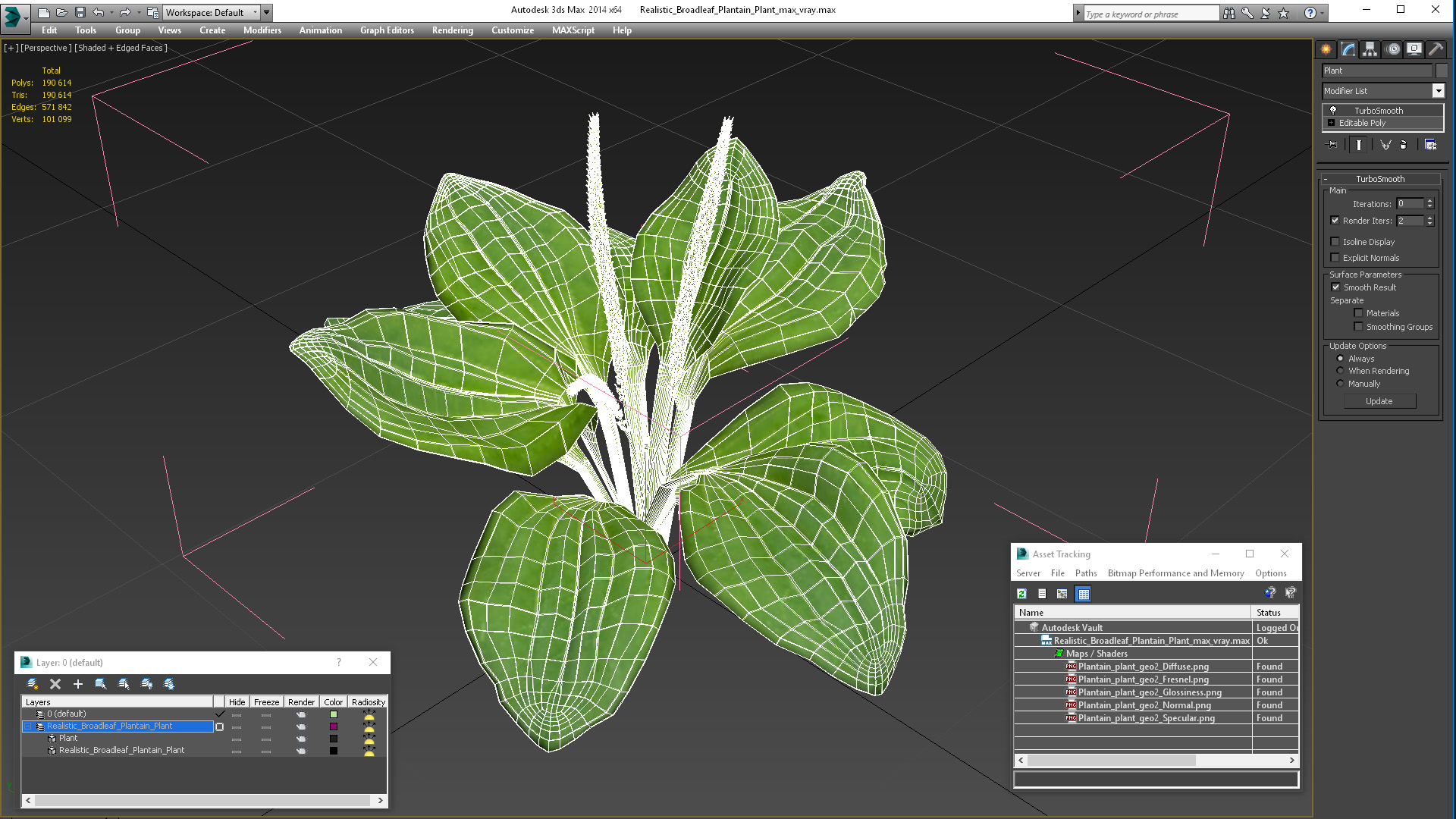 Realistic Broadleaf Plantain Plant 3D model