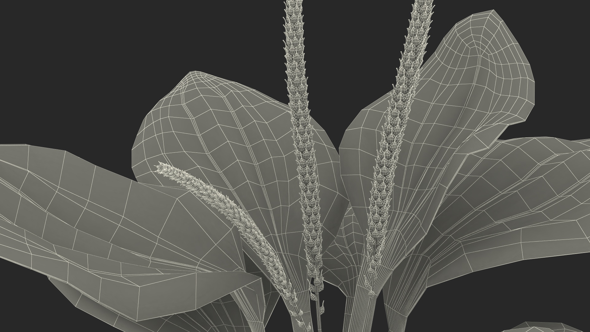 Realistic Broadleaf Plantain Plant 3D model